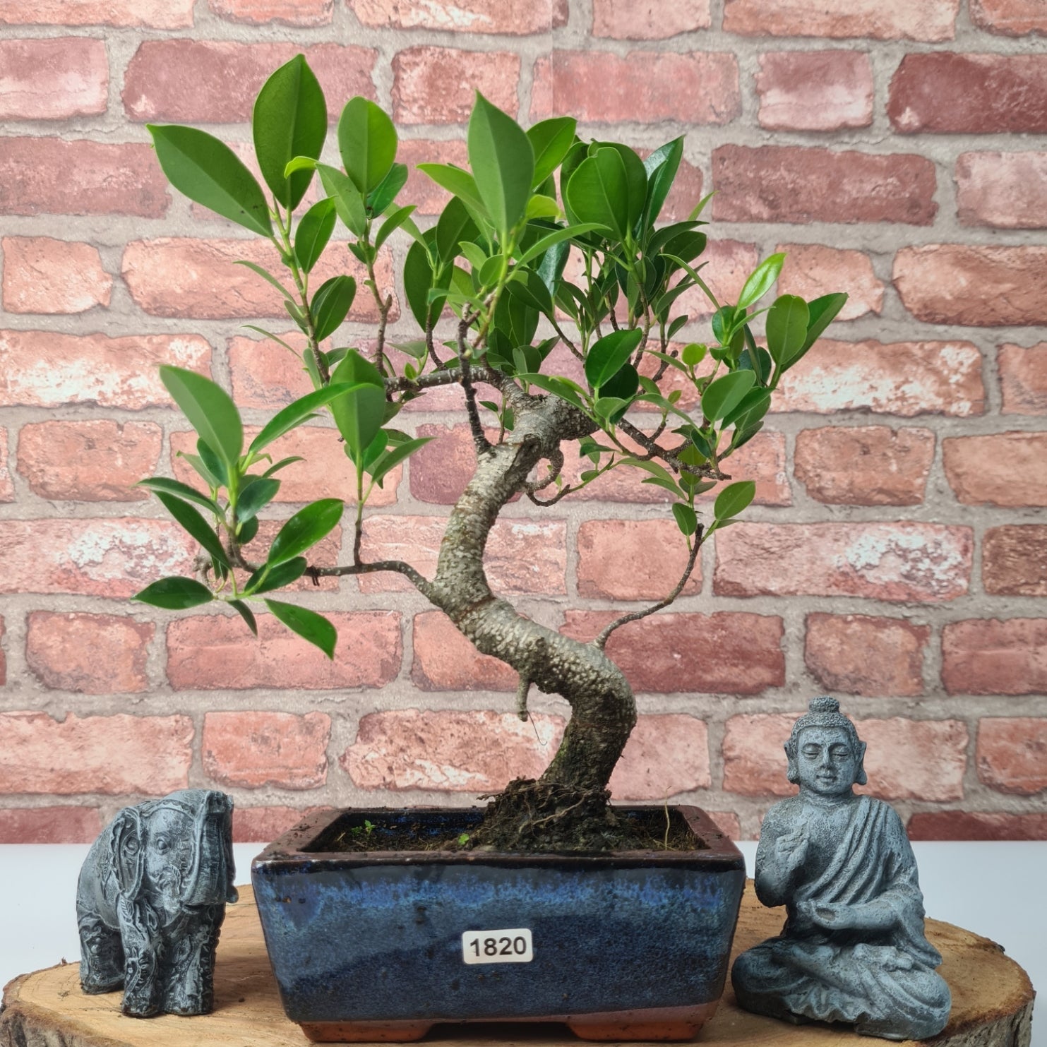 Ficus Microcarpa (Banyan Fig) Indoor Bonsai Tree | Shaped | In 15cm Pot  S25884