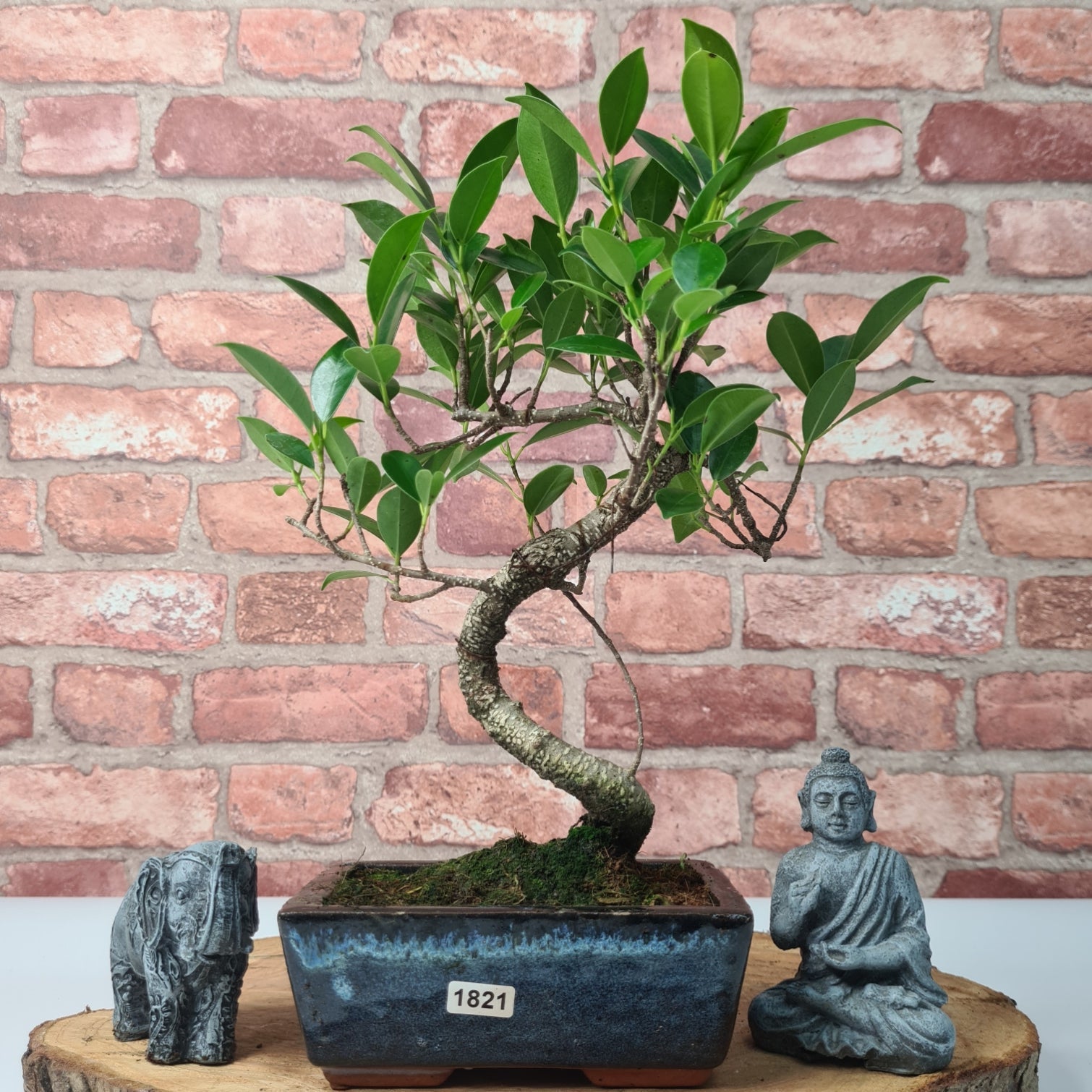 Ficus Microcarpa (Banyan Fig) Indoor Bonsai Tree | Shaped | In 15cm Pot  S25884