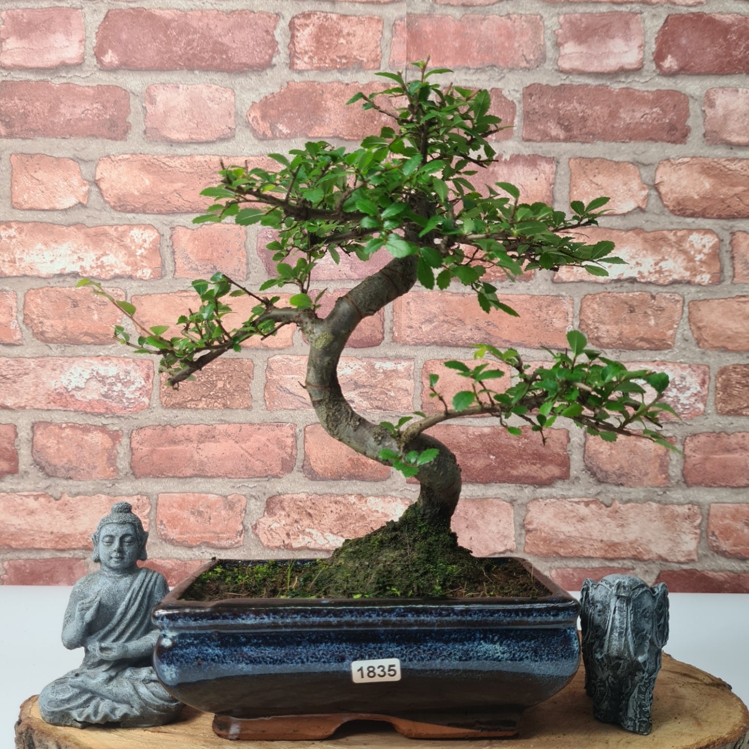 Chinese Elm (Ulmus Parvifolia) Bonsai Tree | Shaped | In 20cm Pot S25882