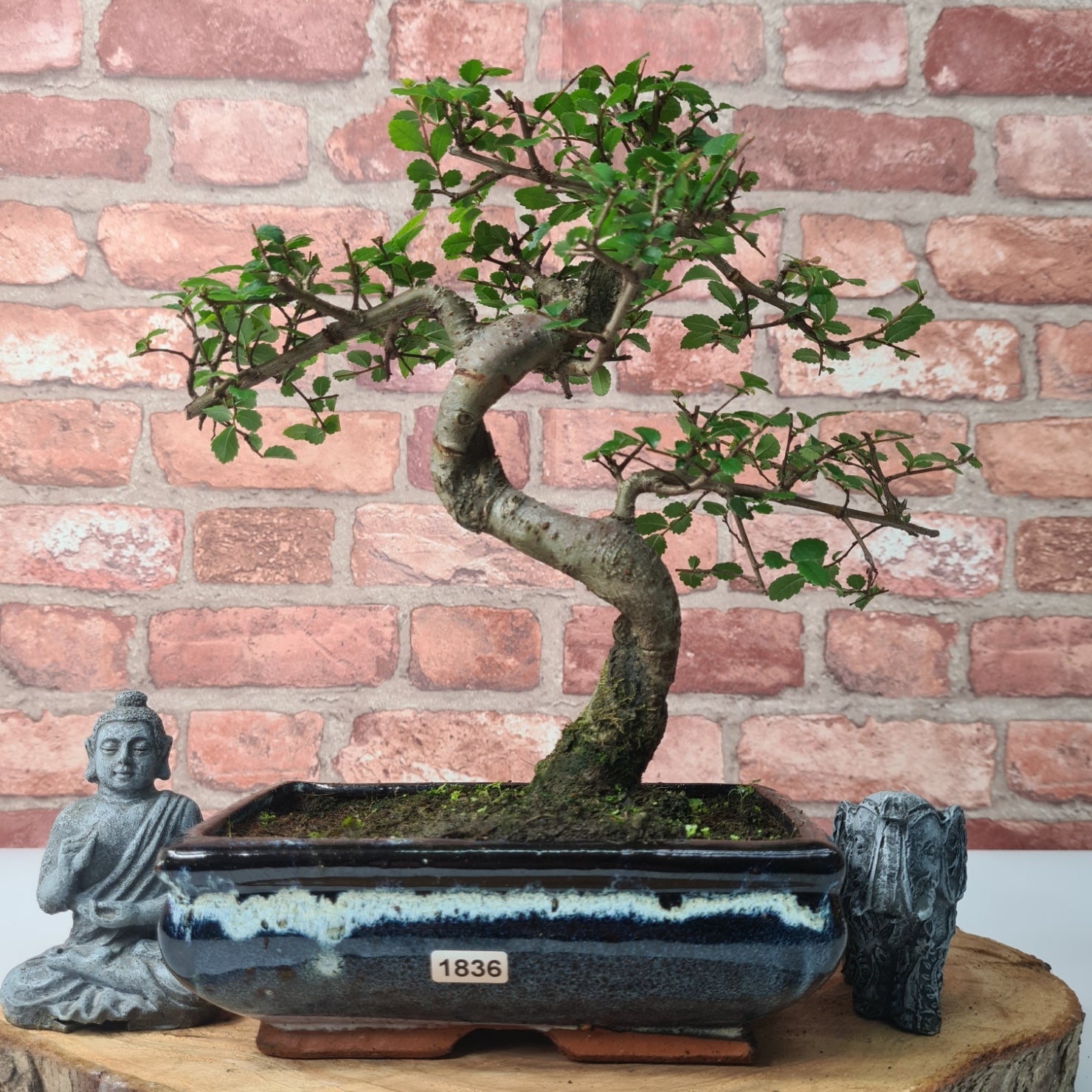Chinese Elm (Ulmus Parvifolia) Bonsai Tree | Shaped | In 20cm Pot S25882