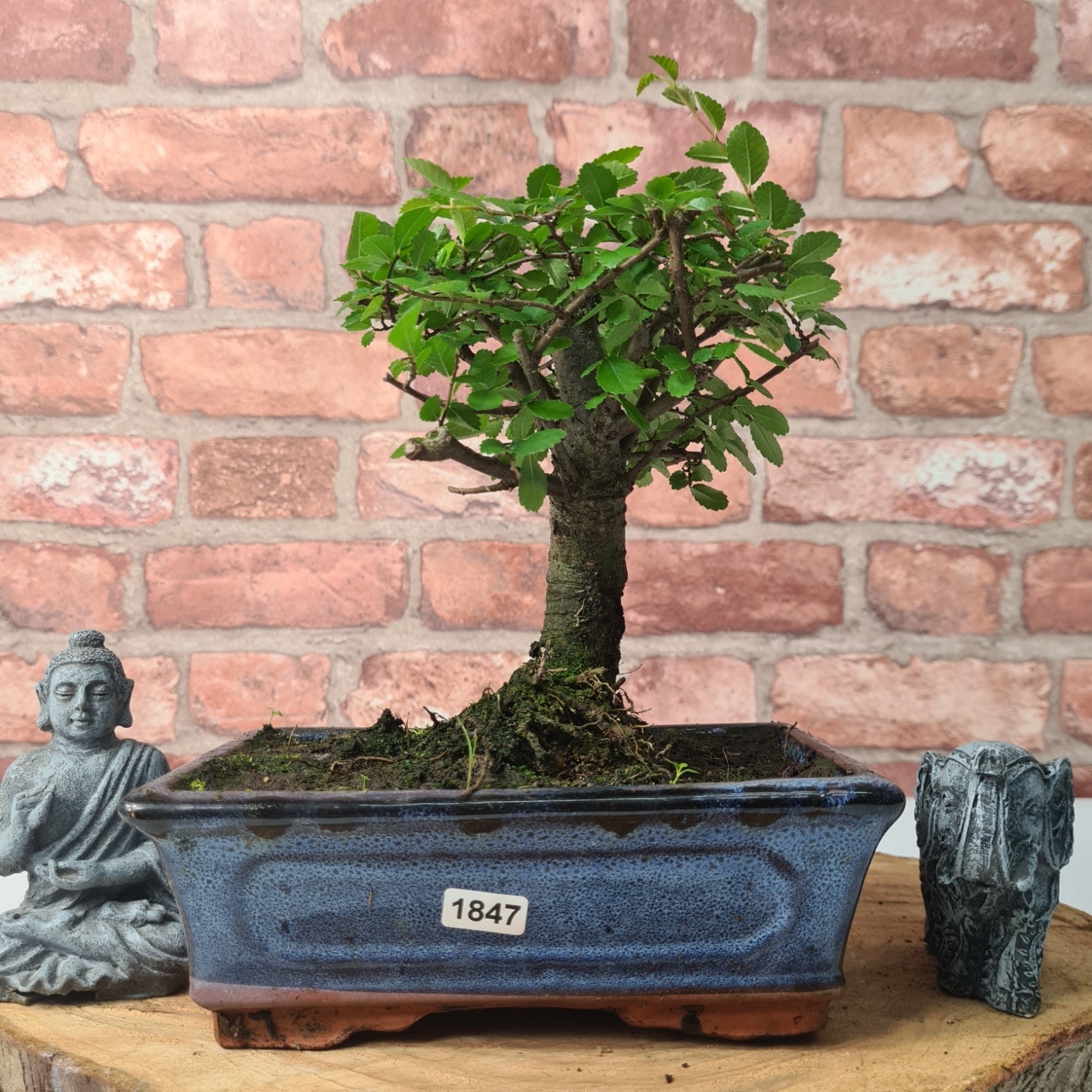 Chinese Elm (Ulmus Parvifolia) Bonsai Tree | Broom | In 20cm Pot S25870