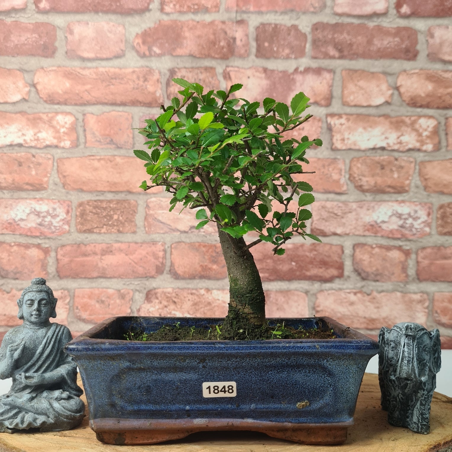 Chinese Elm (Ulmus Parvifolia) Bonsai Tree | Broom | In 20cm Pot S25870