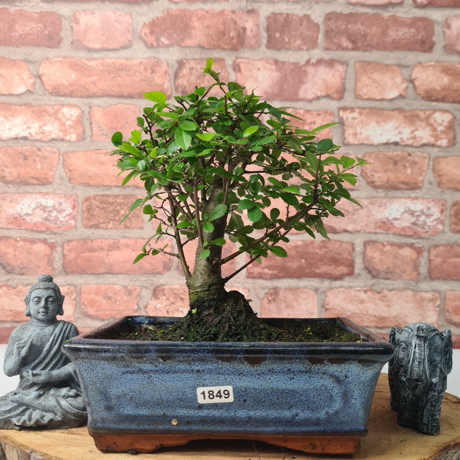 Chinese Elm (Ulmus Parvifolia) Bonsai Tree | Broom | In 20cm Pot S25870