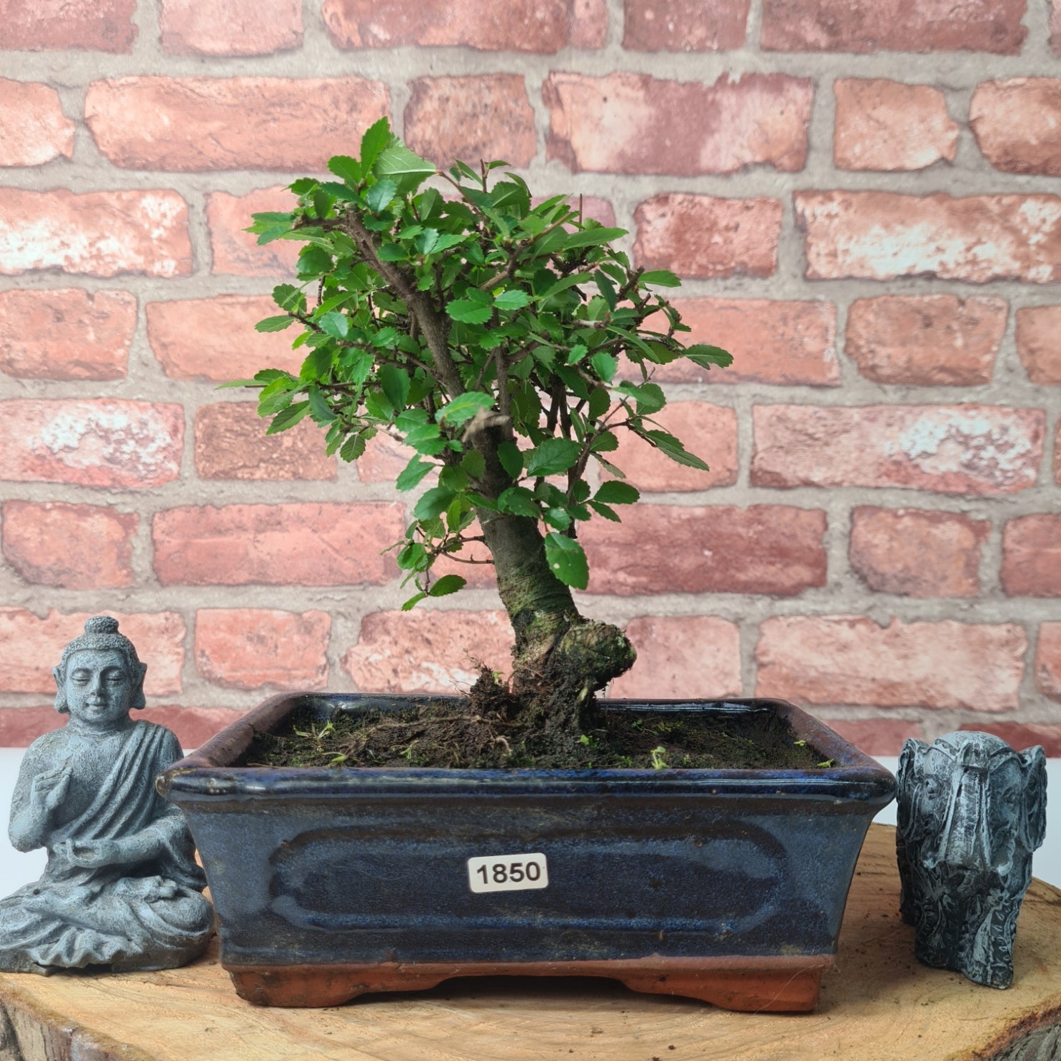 Chinese Elm (Ulmus Parvifolia) Bonsai Tree | Broom | In 20cm Pot S25870