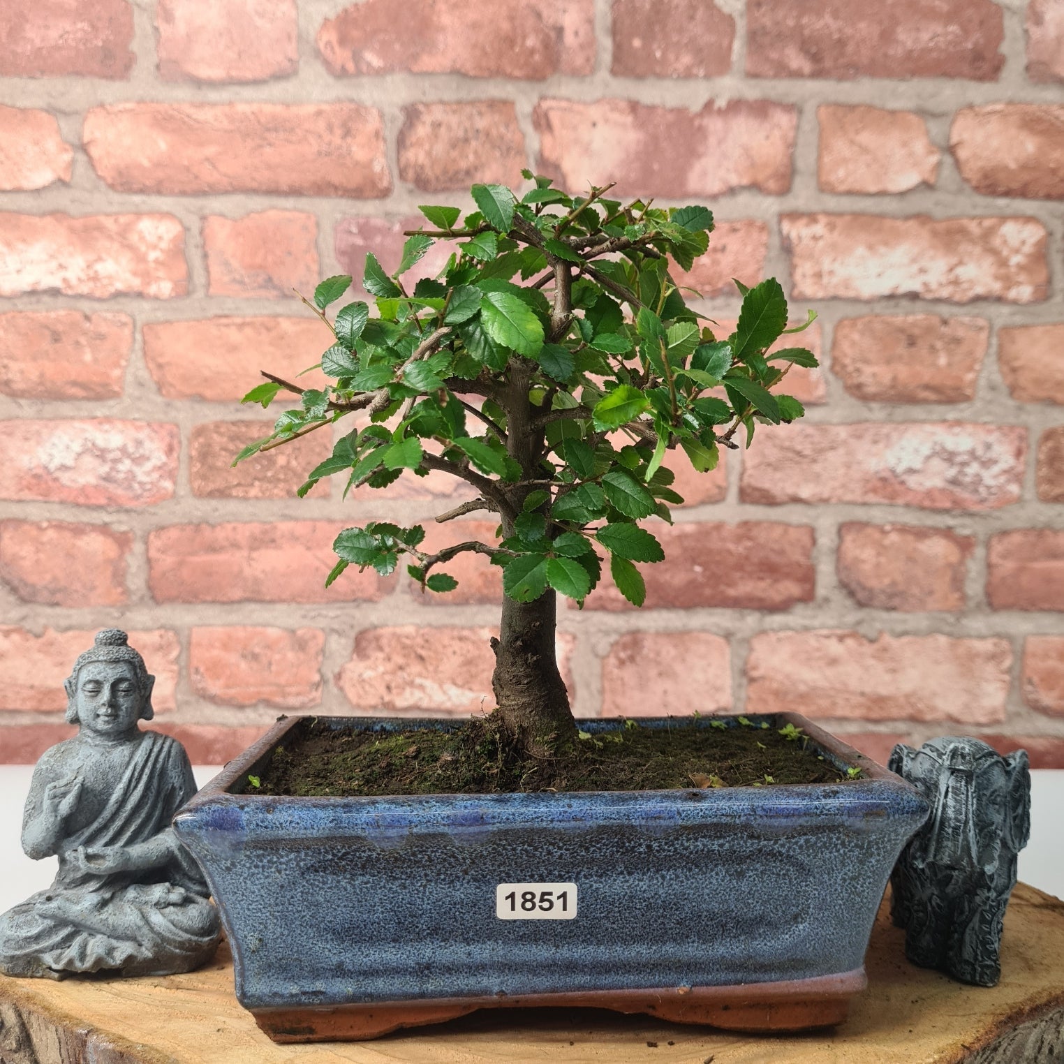 Chinese Elm (Ulmus Parvifolia) Bonsai Tree | Broom | In 20cm Pot S25870