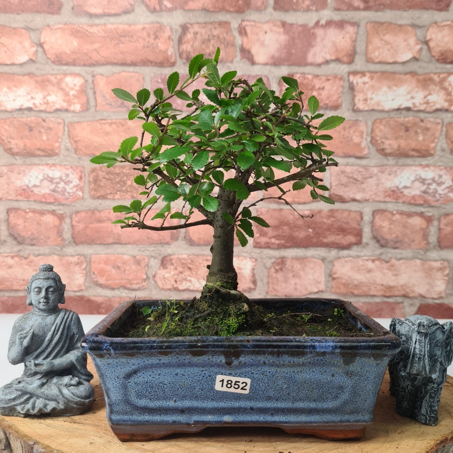 Chinese Elm (Ulmus Parvifolia) Bonsai Tree | Broom | In 20cm Pot S25870
