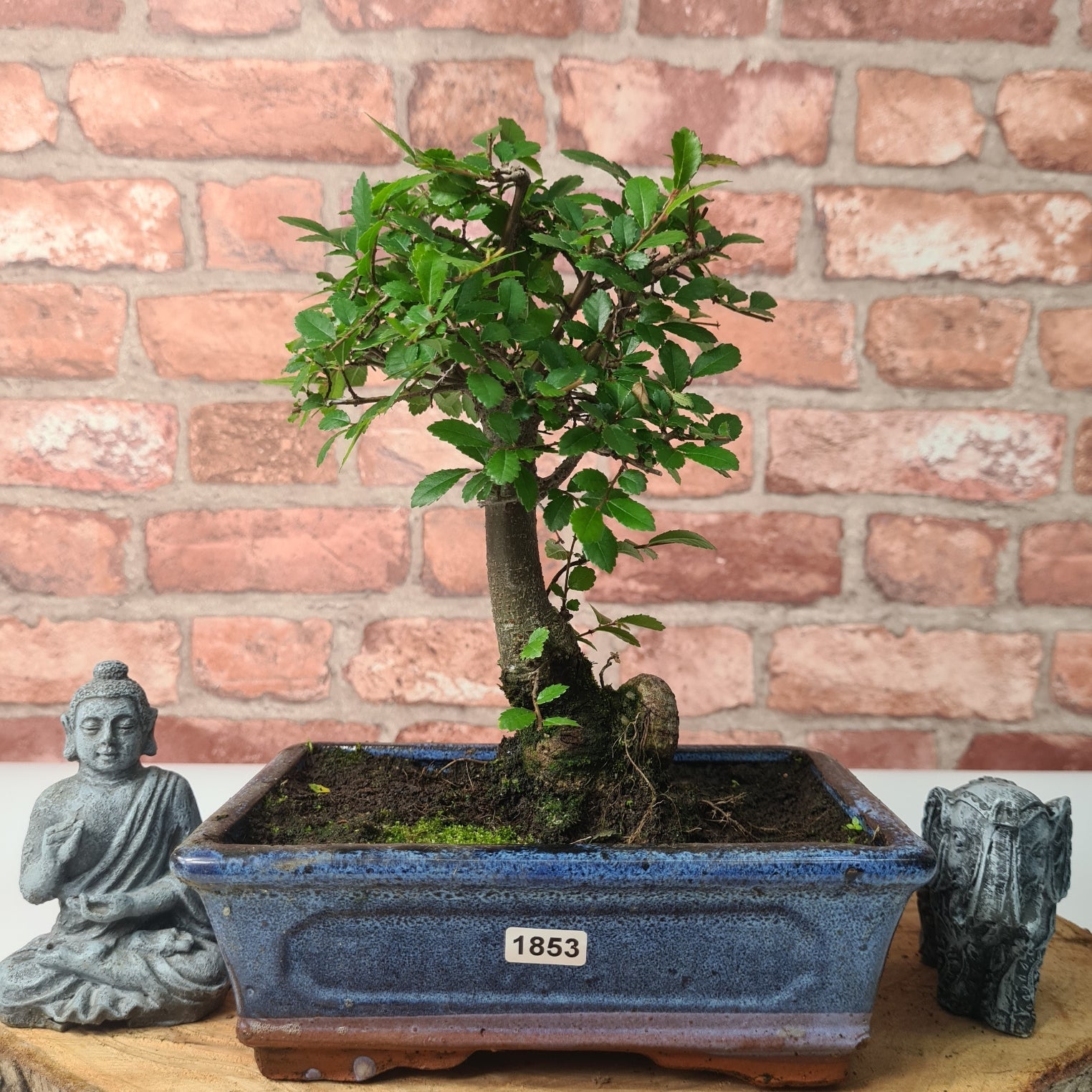 Chinese Elm (Ulmus Parvifolia) Bonsai Tree | Broom | In 20cm Pot S25870