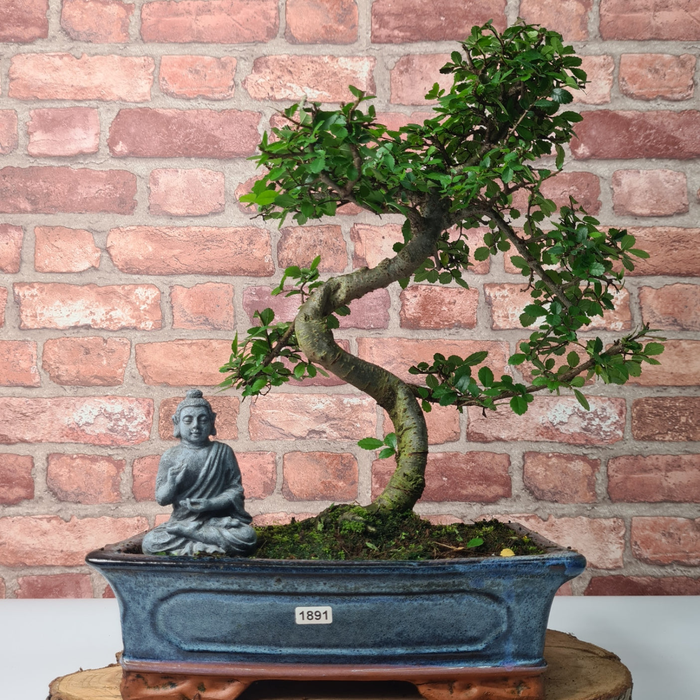 Chinese Elm (Ulmus Parvifolia) Bonsai Tree | Shaped | In 30cm Pot  | S251972
