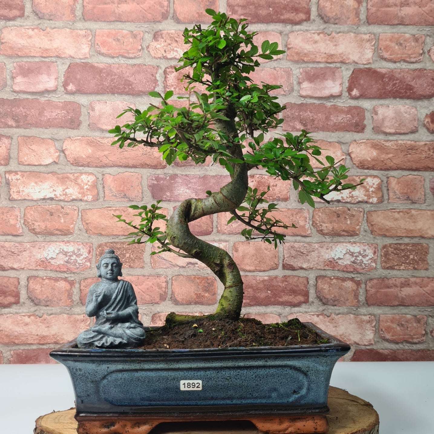 Chinese Elm (Ulmus Parvifolia) Bonsai Tree | Shaped | In 30cm Pot  | S251972