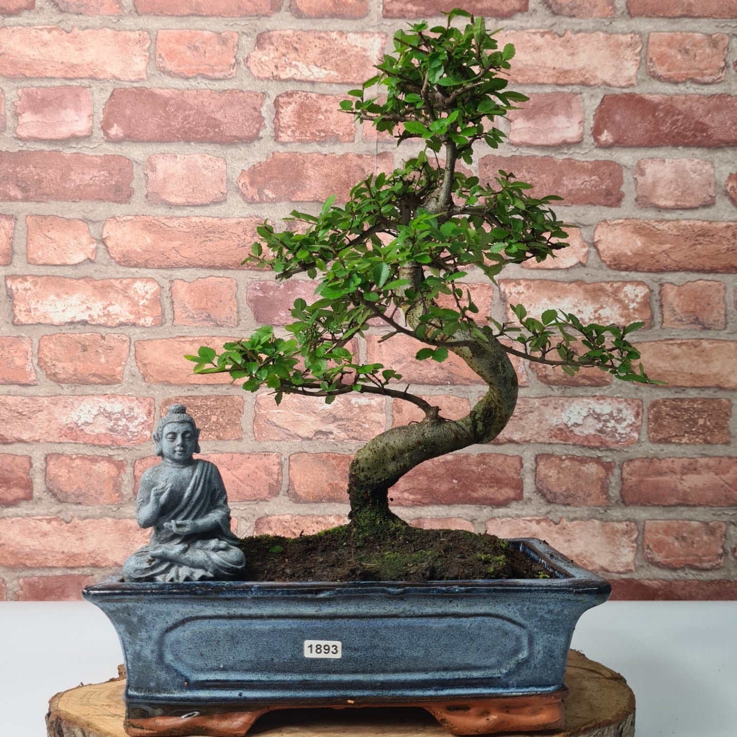 Chinese Elm (Ulmus Parvifolia) Bonsai Tree | Shaped | In 30cm Pot  | S251972