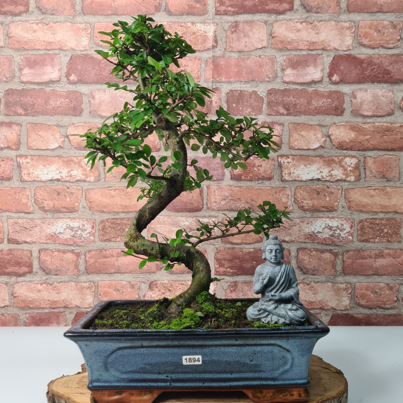 Chinese Elm (Ulmus Parvifolia) Bonsai Tree | Shaped | In 30cm Pot  | S251972