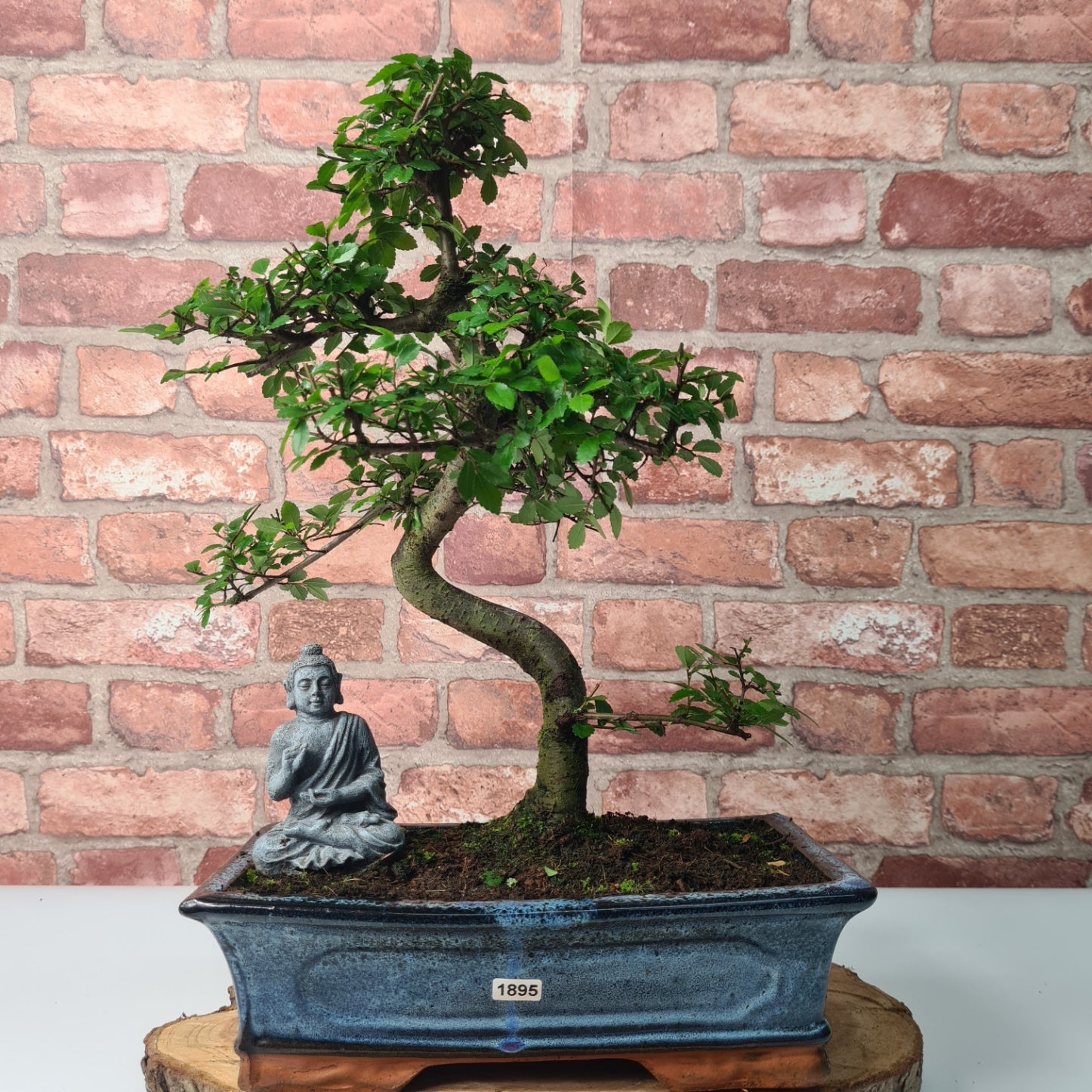 Chinese Elm (Ulmus Parvifolia) Bonsai Tree | Shaped | In 30cm Pot  | S251972
