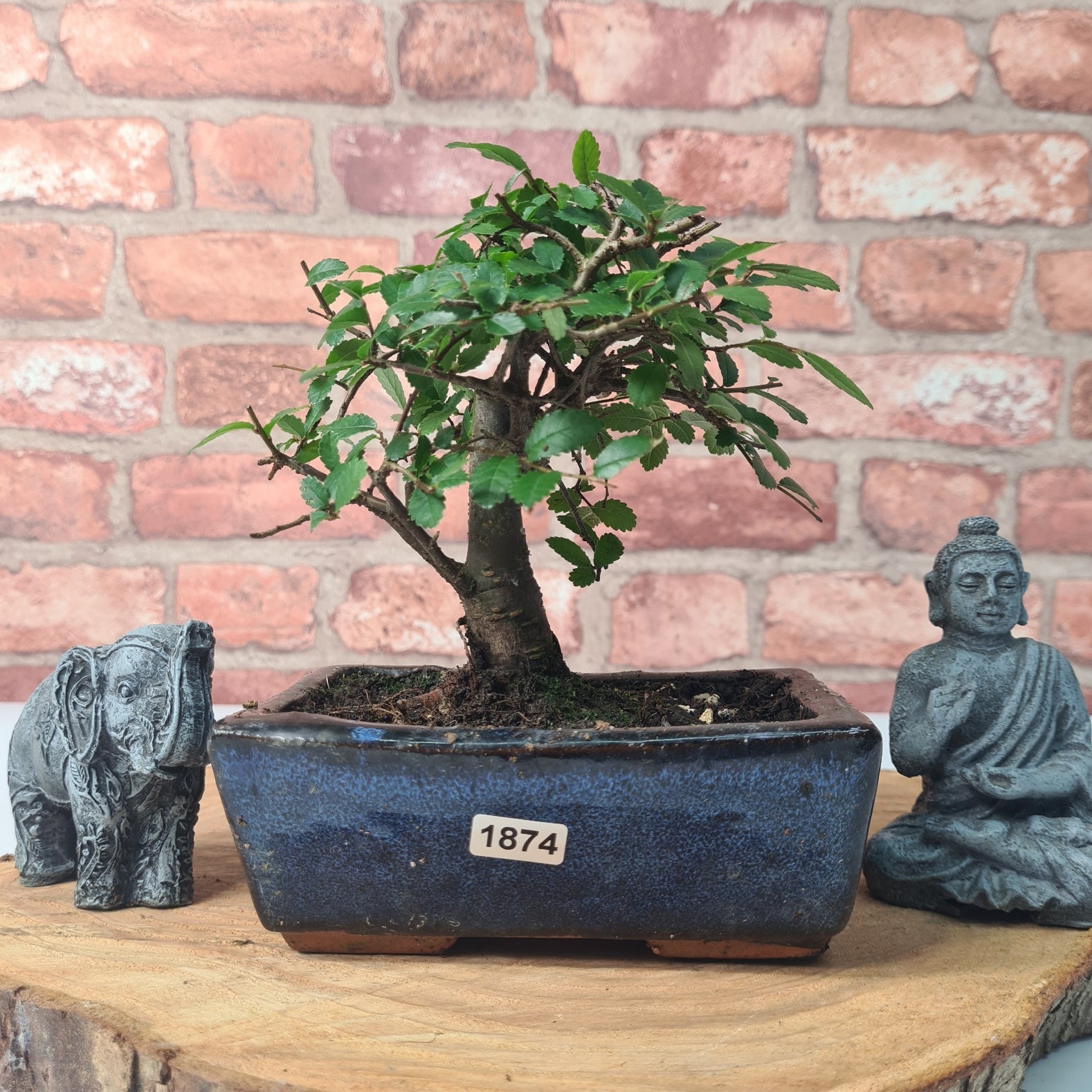 Chinese Elm (Ulmus Parvifolia) Bonsai Tree | Broom | In 15cm Pot  | S251976