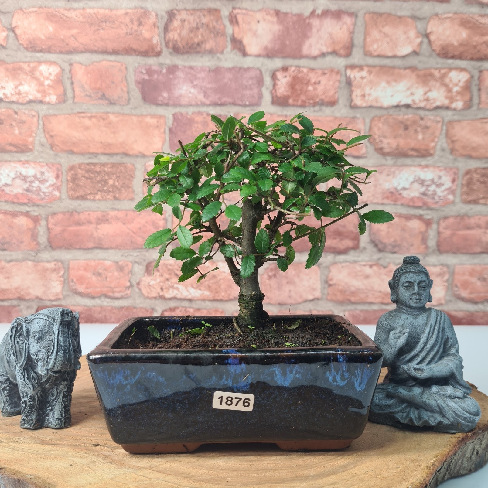 Chinese Elm (Ulmus Parvifolia) Bonsai Tree | Broom | In 15cm Pot  | S251976