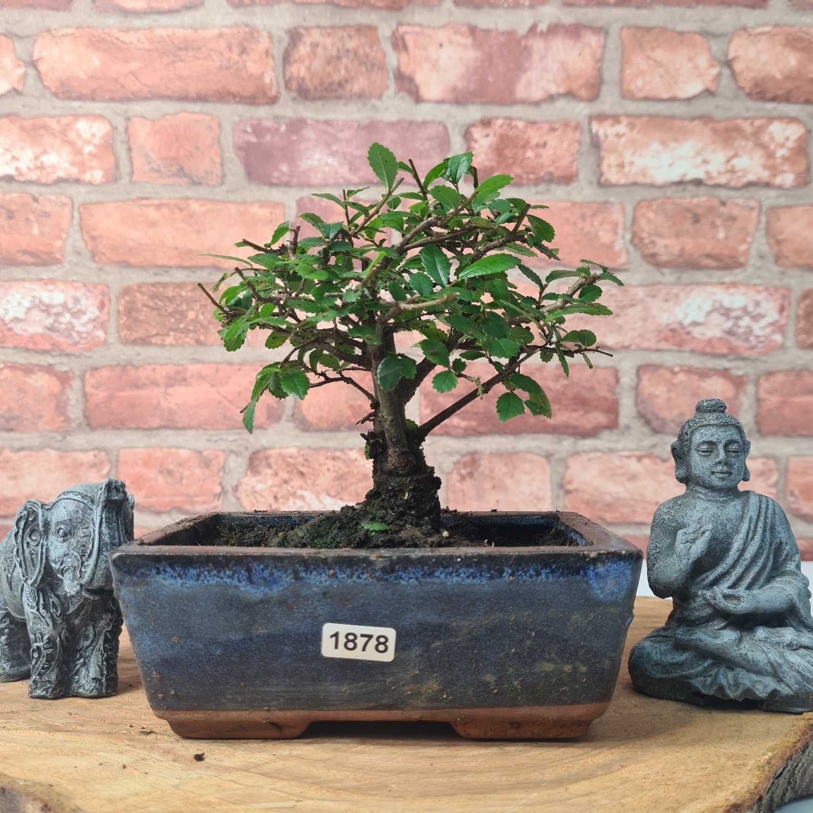 Chinese Elm (Ulmus Parvifolia) Bonsai Tree | Broom | In 15cm Pot  | S251976