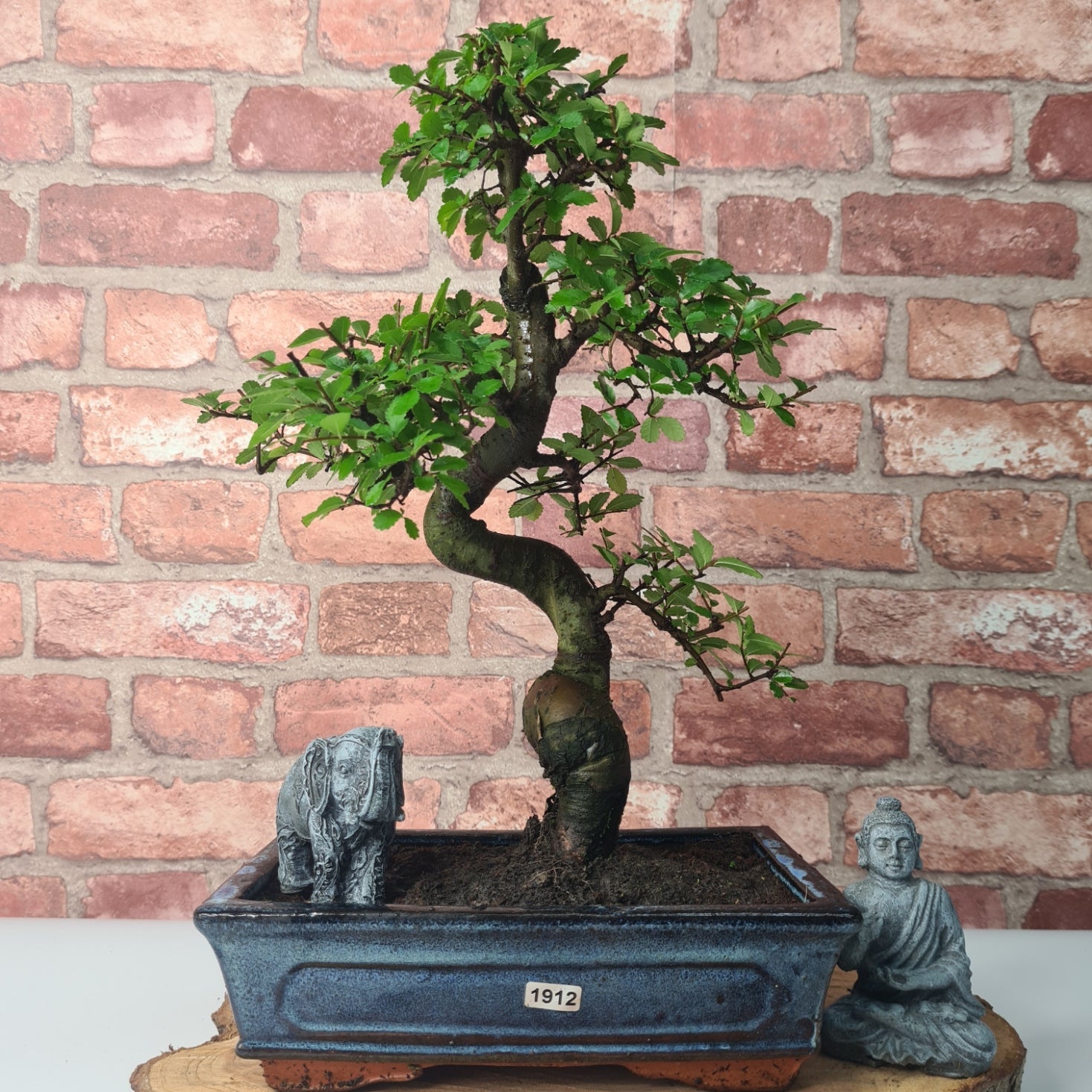 Chinese Elm (Ulmus Parvifolia) Bonsai Tree | Shaped | In 25cm Pot  | S251971