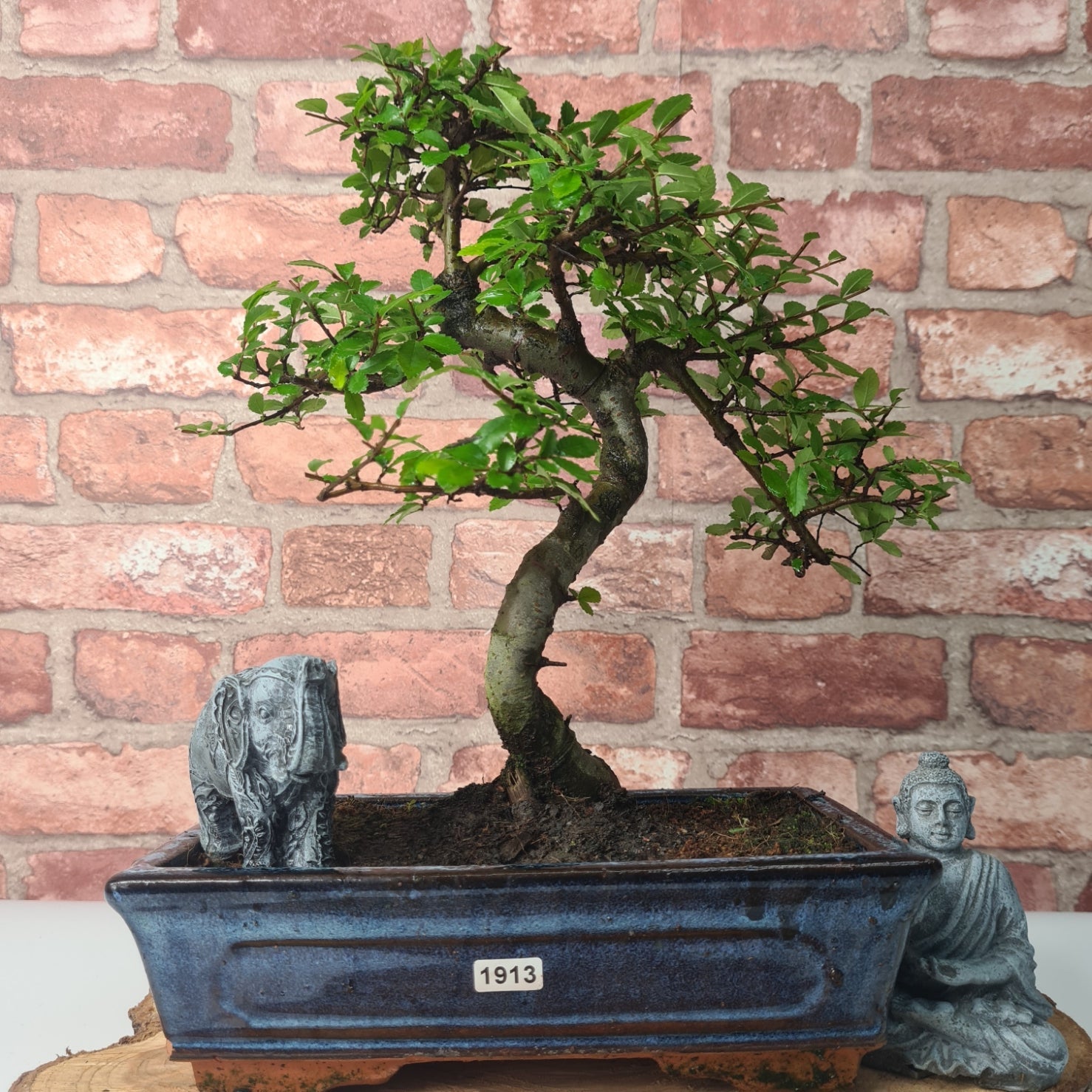 Chinese Elm (Ulmus Parvifolia) Bonsai Tree | Shaped | In 25cm Pot  | S251971