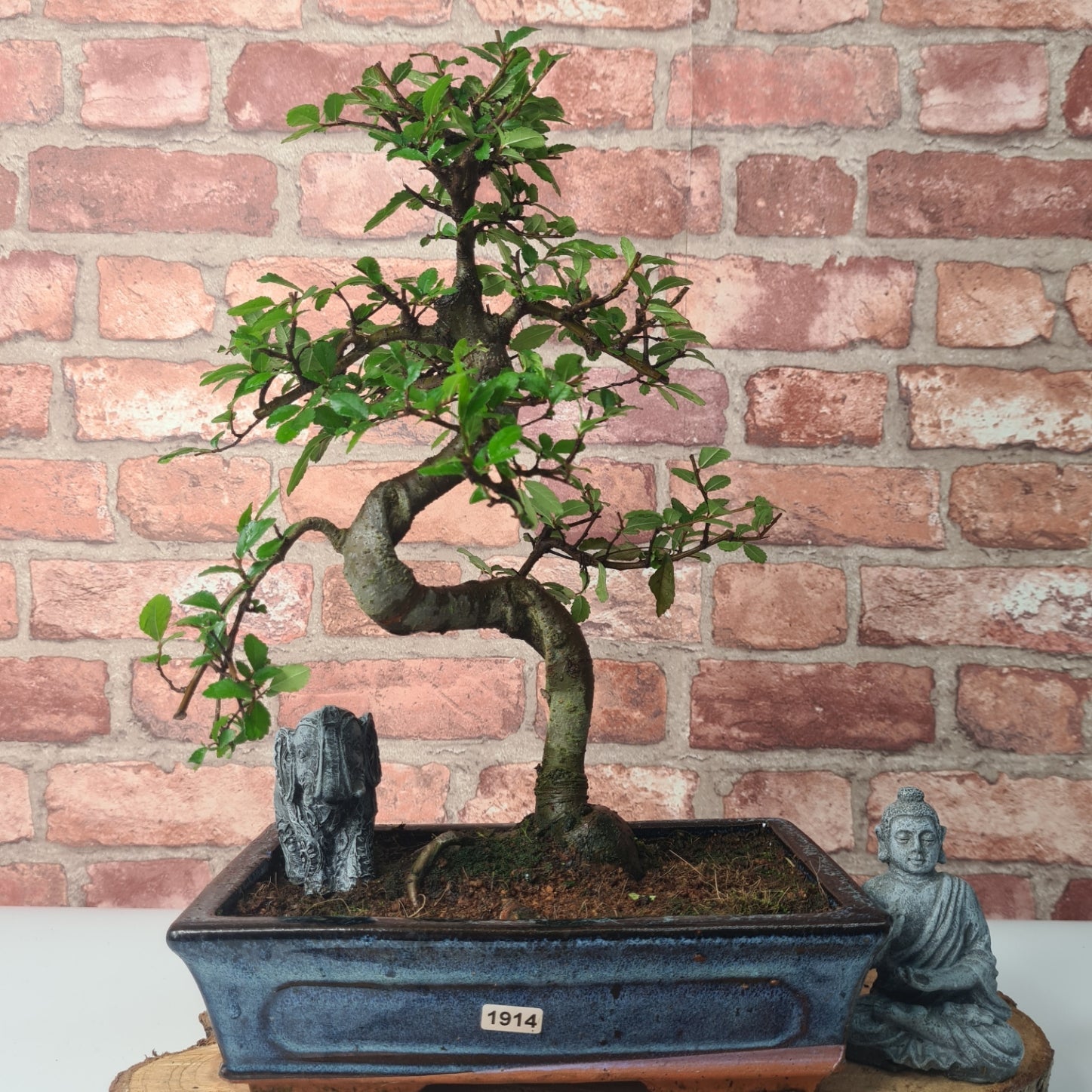 Chinese Elm (Ulmus Parvifolia) Bonsai Tree | Shaped | In 25cm Pot  | S251971