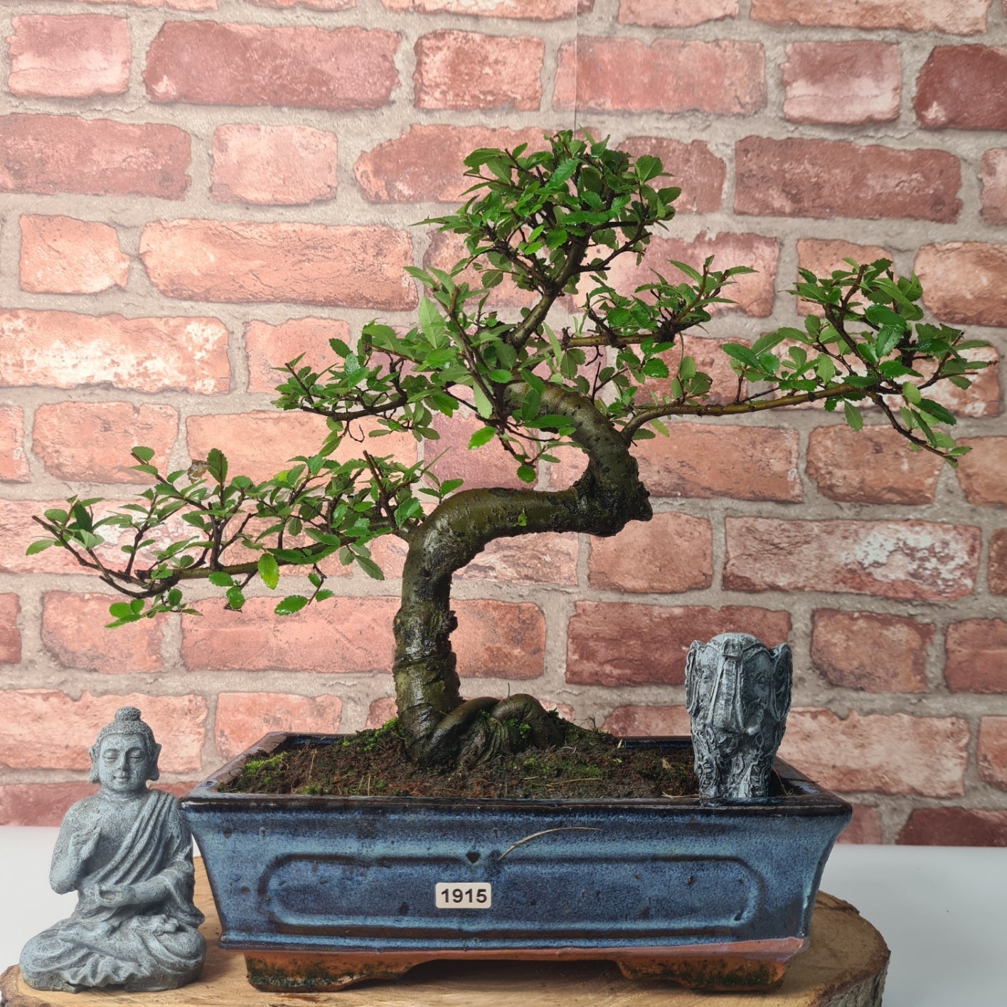 Chinese Elm (Ulmus Parvifolia) Bonsai Tree | Shaped | In 25cm Pot  | S251971