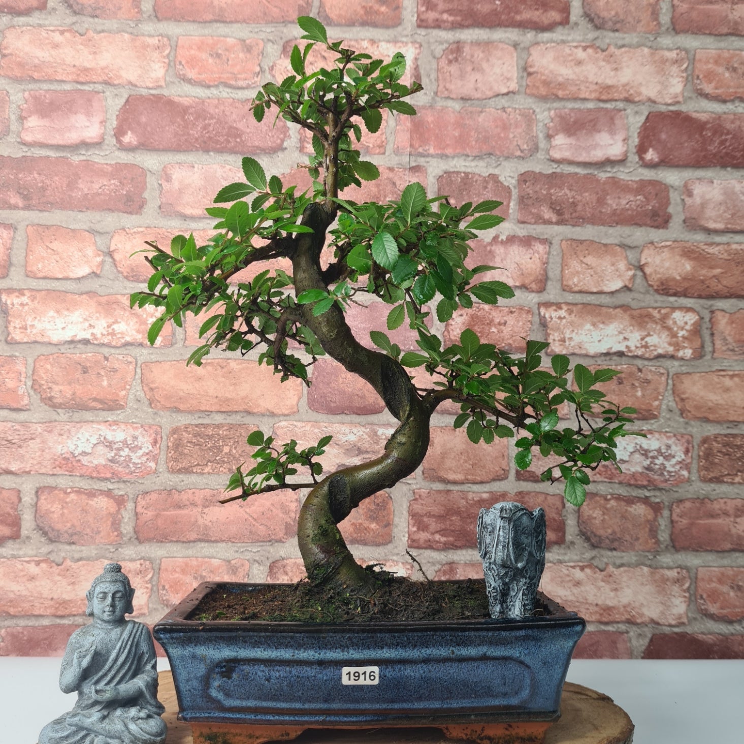 Chinese Elm (Ulmus Parvifolia) Bonsai Tree | Shaped | In 25cm Pot  | S251971