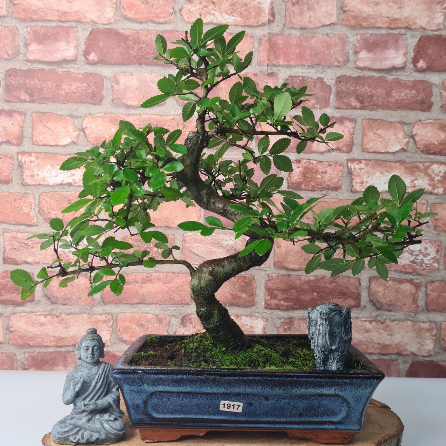 Chinese Elm (Ulmus Parvifolia) Bonsai Tree | Shaped | In 25cm Pot  | S251971