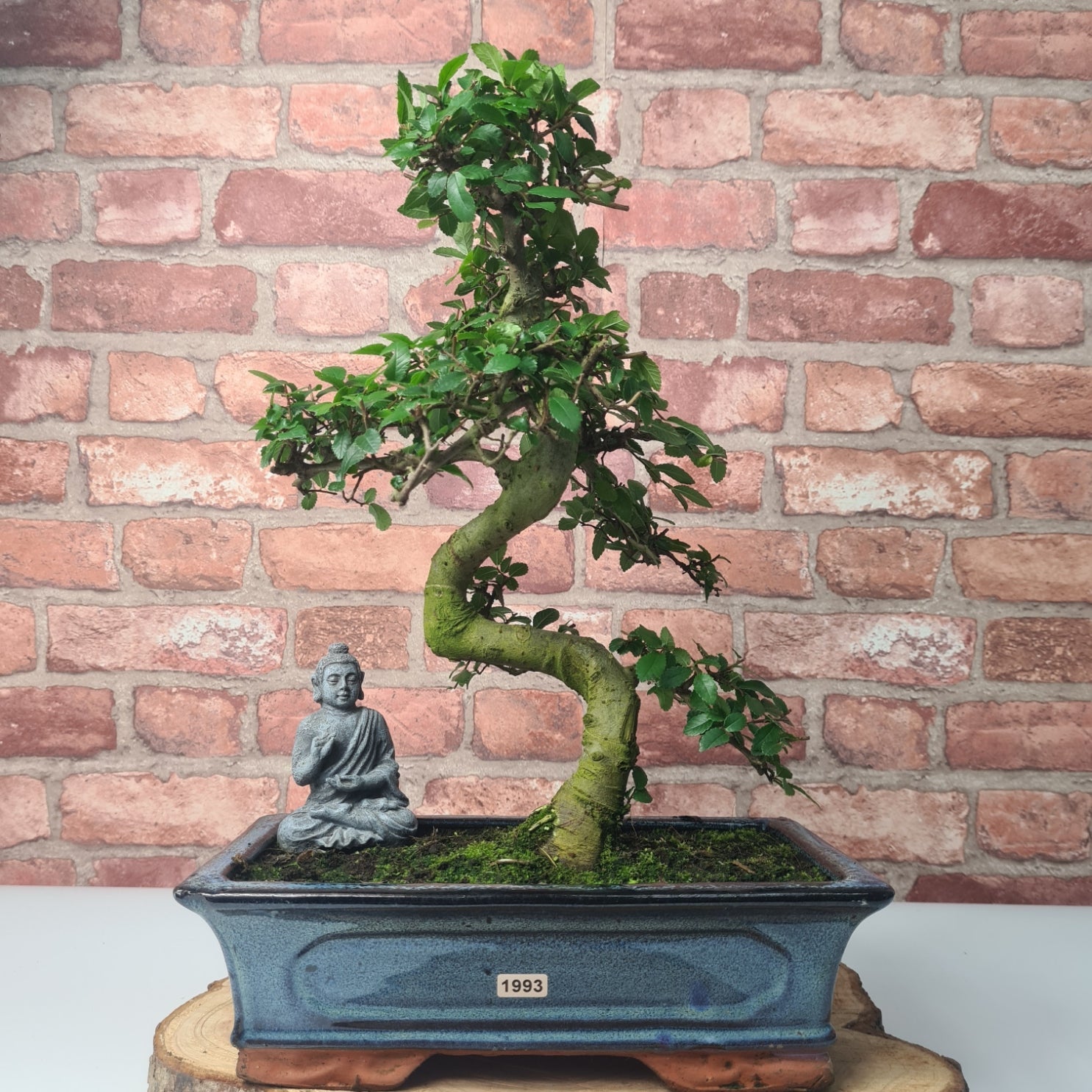 Chinese Elm (Ulmus Parvifolia) Bonsai Tree | Shaped | In 25cm Pot  | S251971