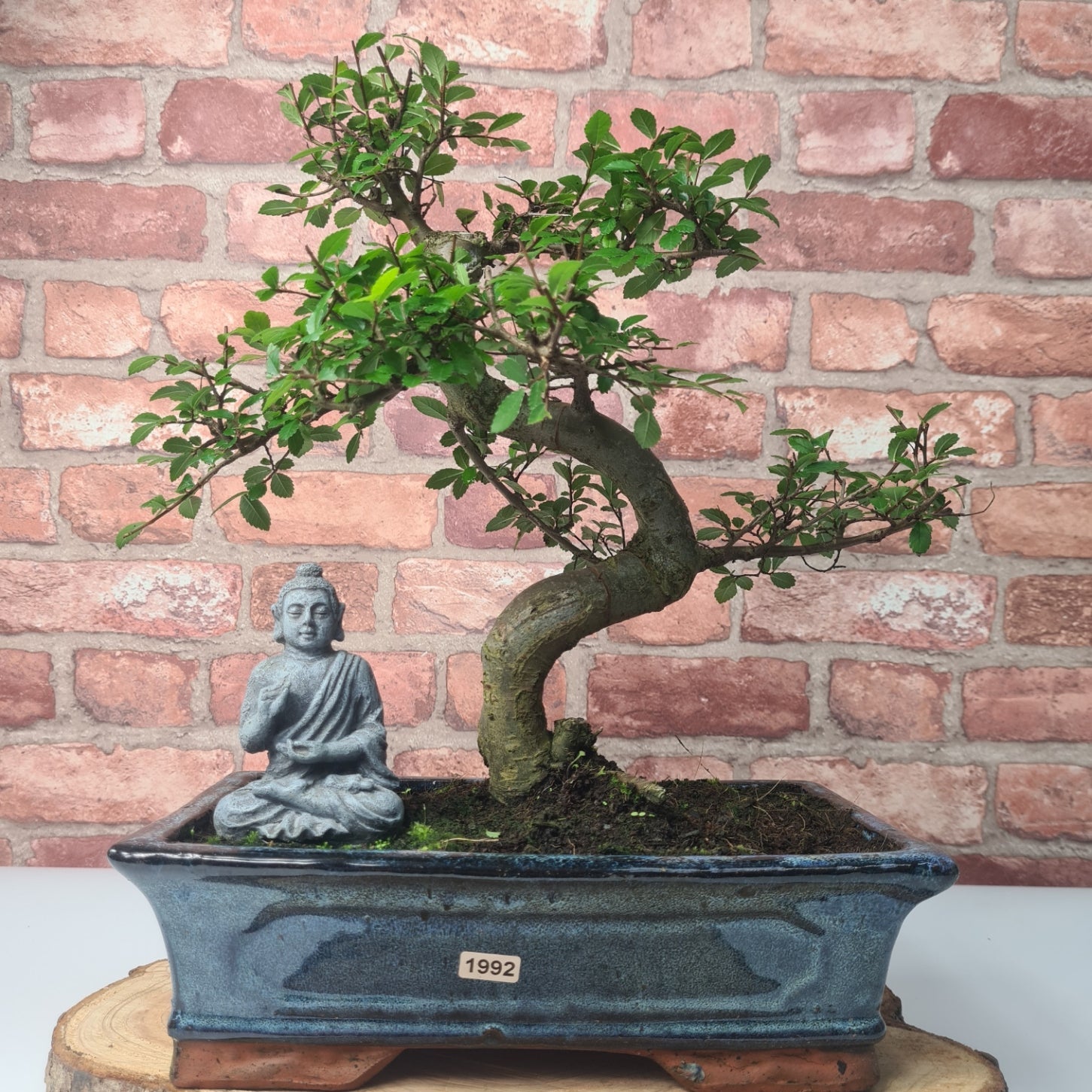 Chinese Elm (Ulmus Parvifolia) Bonsai Tree | Shaped | In 30cm Pot  | S251972