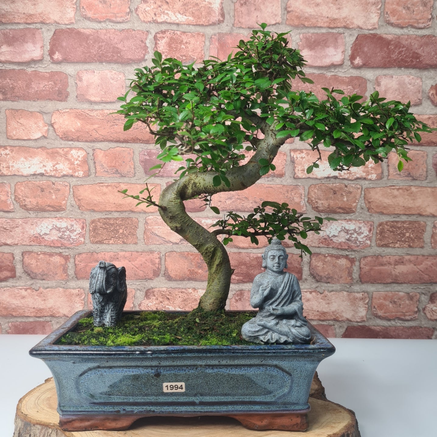 Chinese Elm (Ulmus Parvifolia) Bonsai Tree | Shaped | In 25cm Pot  | S251971