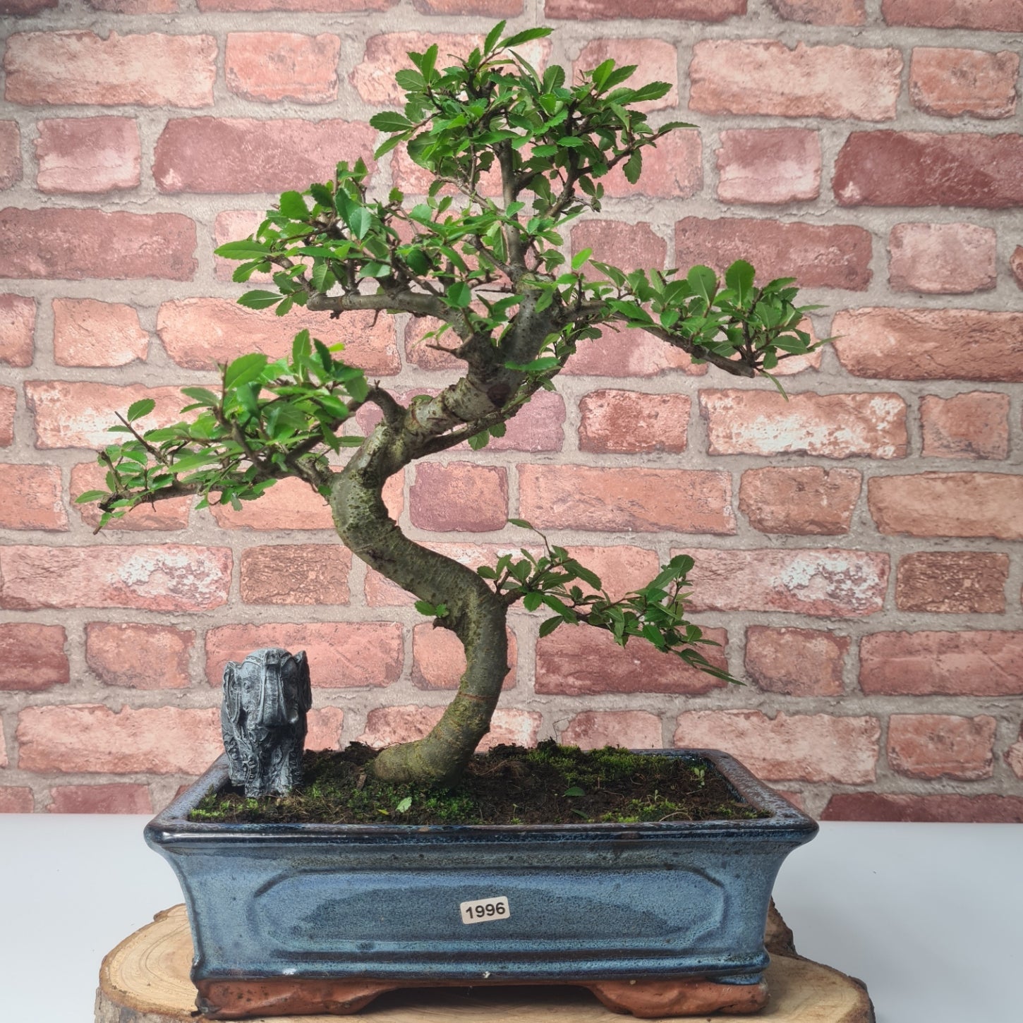 Chinese Elm (Ulmus Parvifolia) Bonsai Tree | Shaped | In 30cm Pot  | S251972