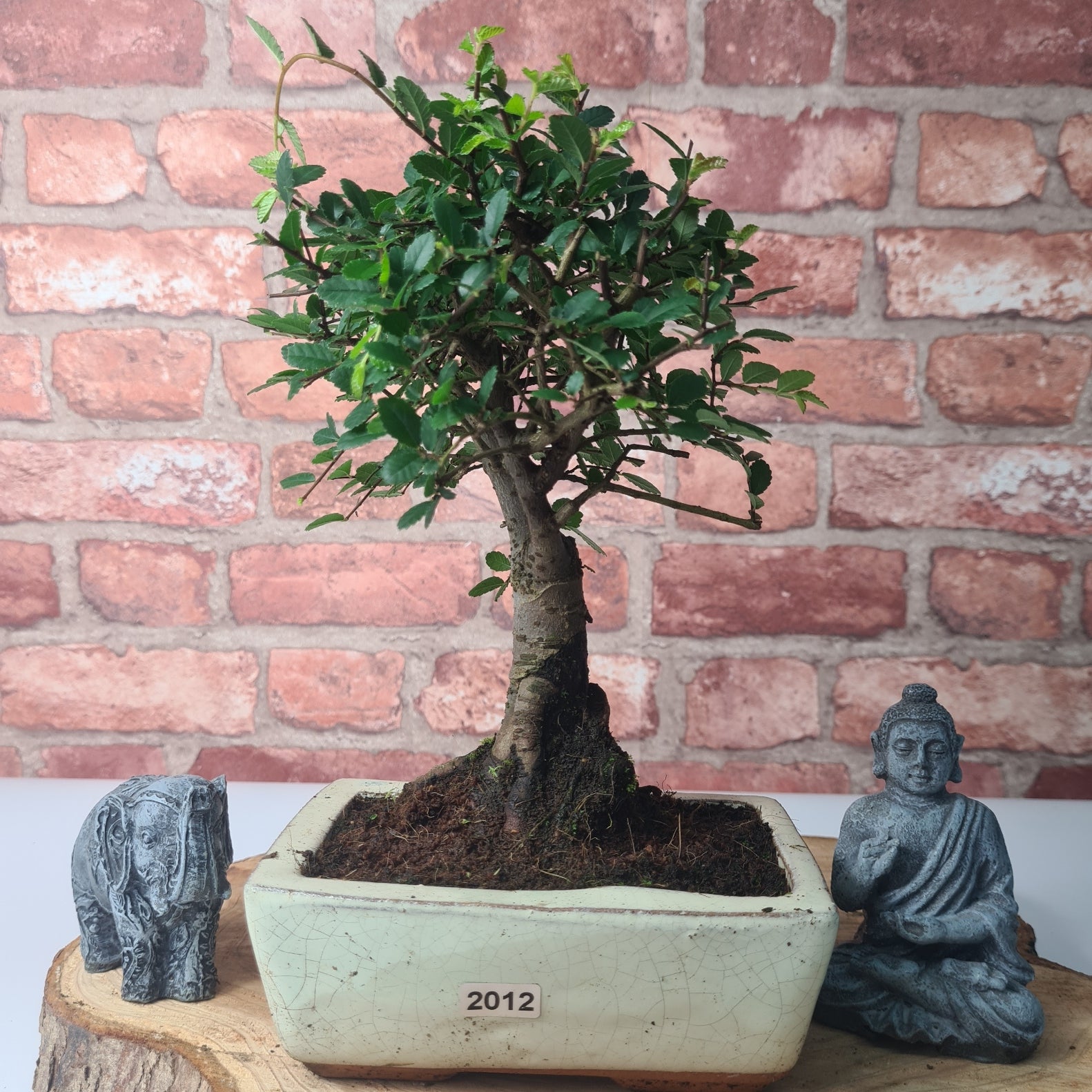 Chinese Elm (Ulmus Parvifolia) Bonsai Tree | Broom | In 15cm Pot  | S251976
