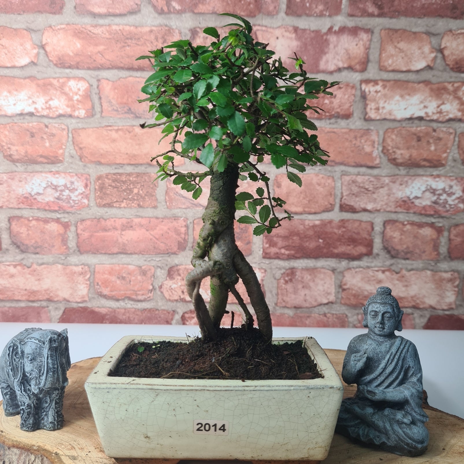 Chinese Elm (Ulmus Parvifolia) Bonsai Tree | Broom | In 15cm Pot  | S251976