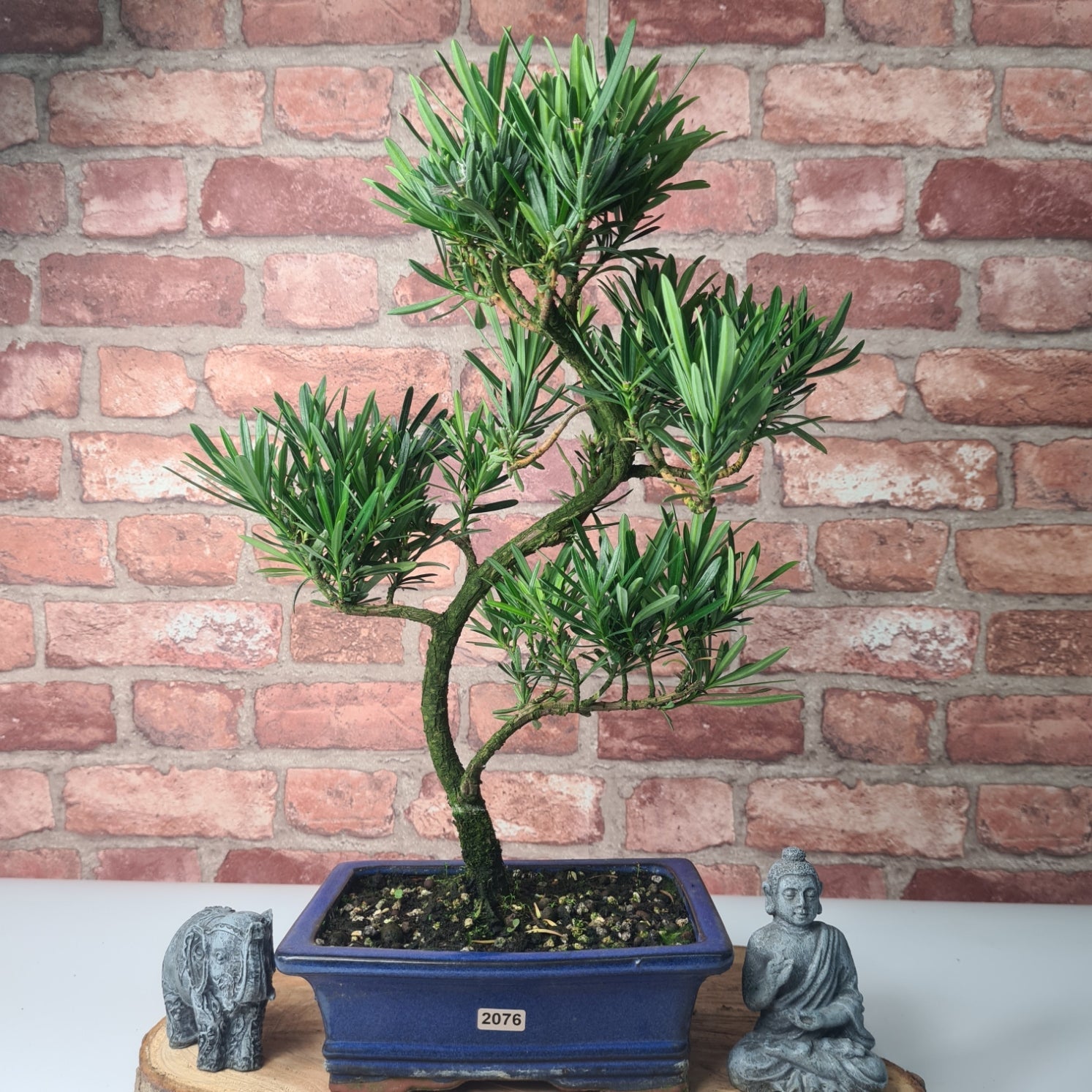 Buddhist Pine (Podocarpus Micro) Bonsai Tree | Shaped | In 20cm Pot  S25883