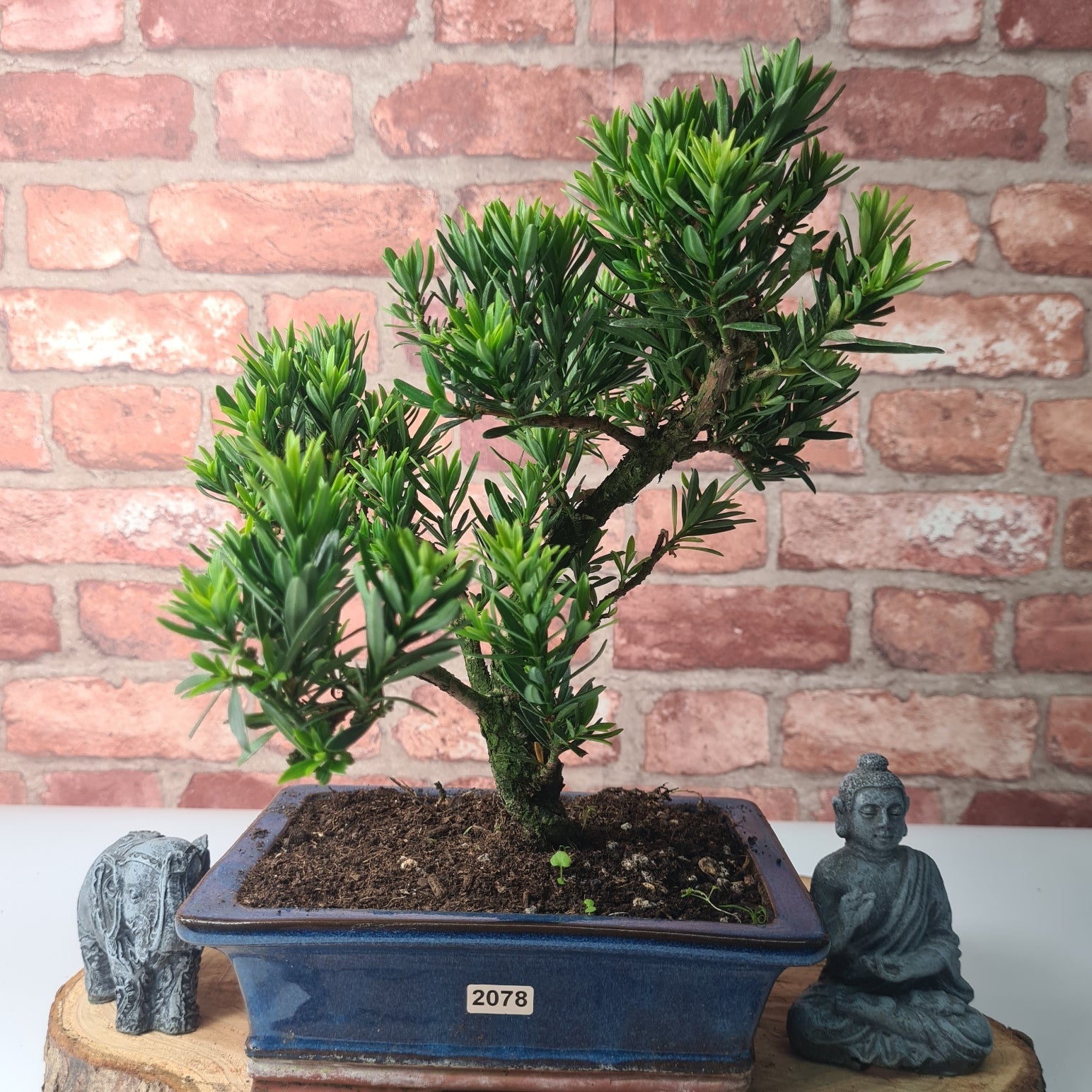 Buddhist Pine (Podocarpus Micro) Bonsai Tree | Shaped | In 20cm Pot  S25883