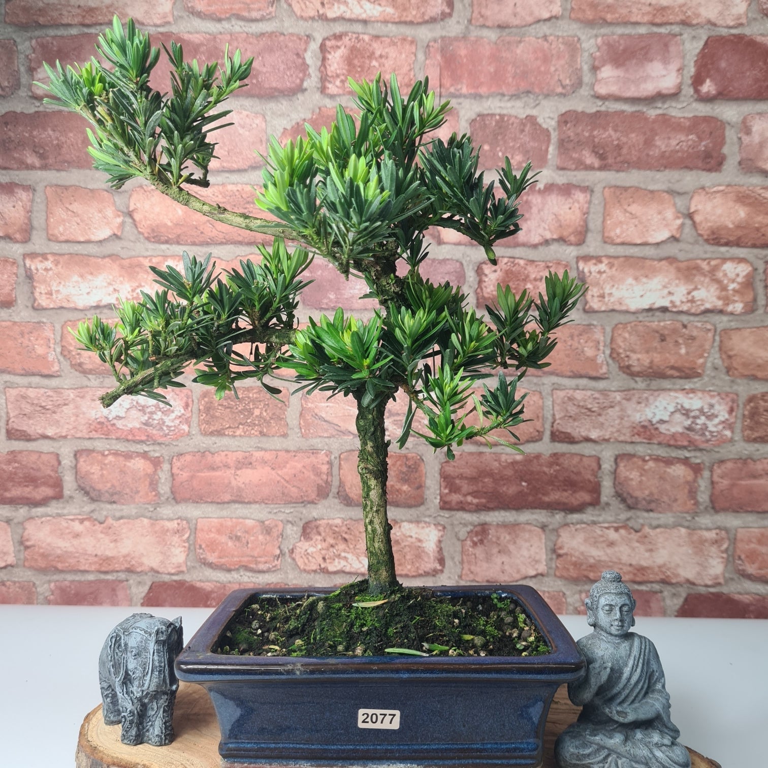 Buddhist Pine (Podocarpus Micro) Bonsai Tree | Shaped | In 20cm Pot  S25883