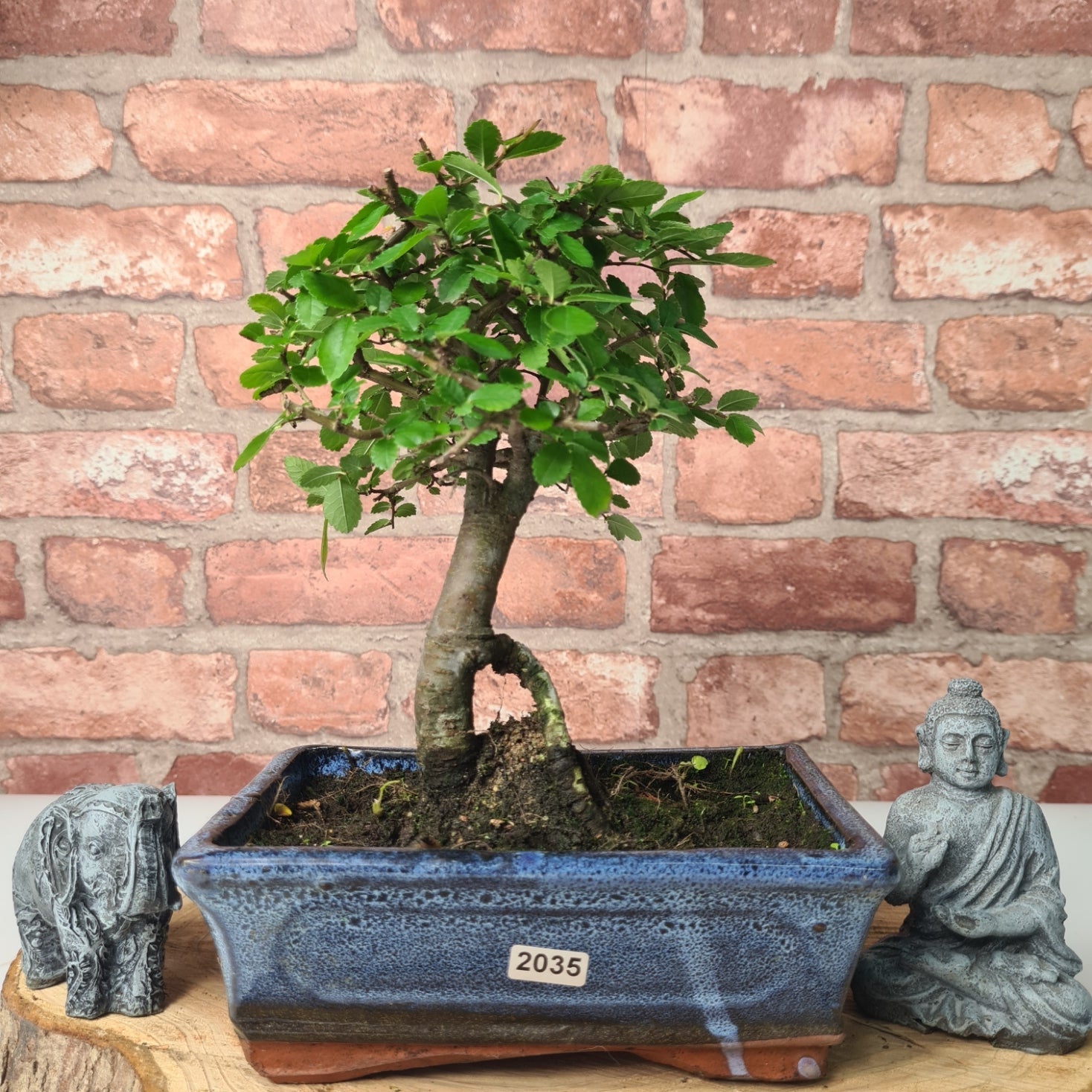 Chinese Elm (Ulmus Parvifolia) Bonsai Tree | Broom | In 20cm Pot S25870