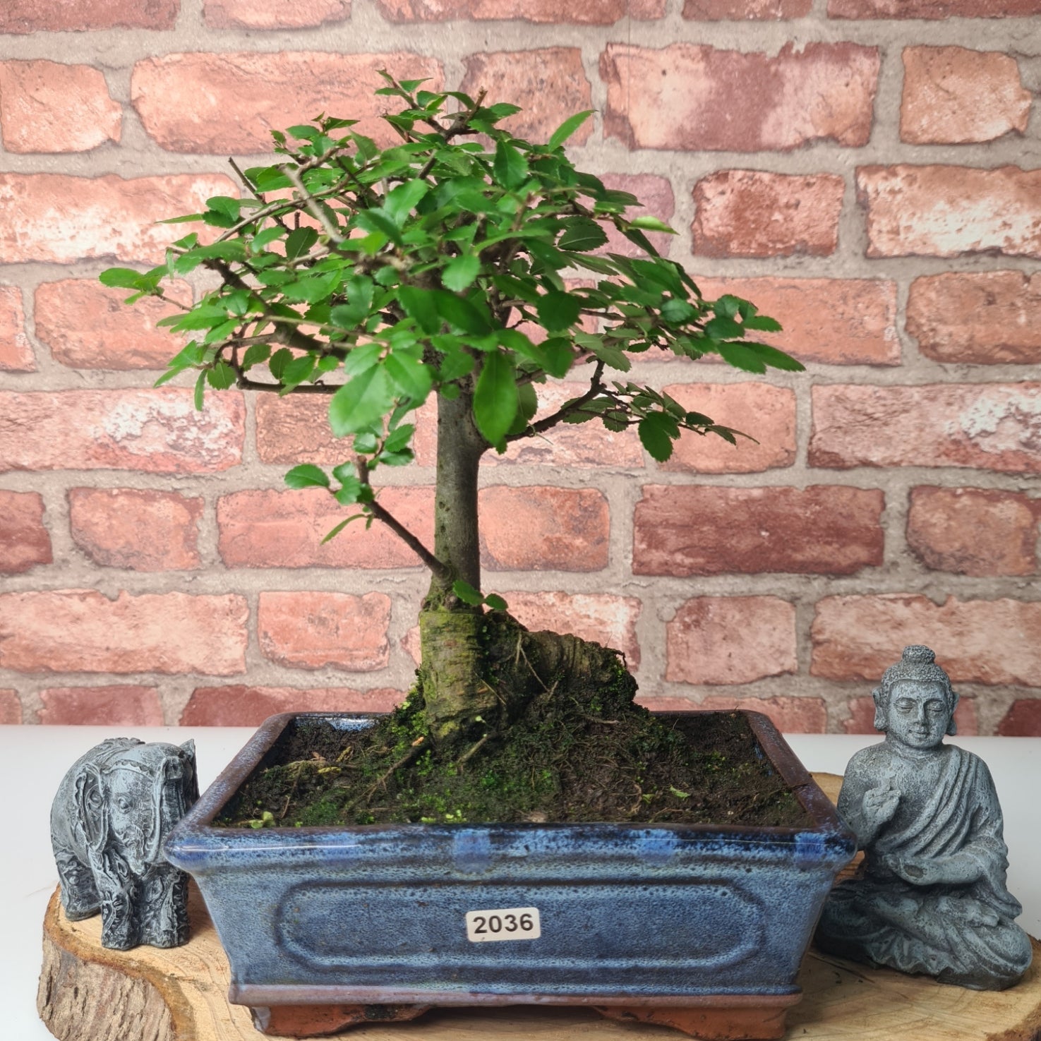 Chinese Elm (Ulmus Parvifolia) Bonsai Tree | Broom | In 20cm Pot S25870