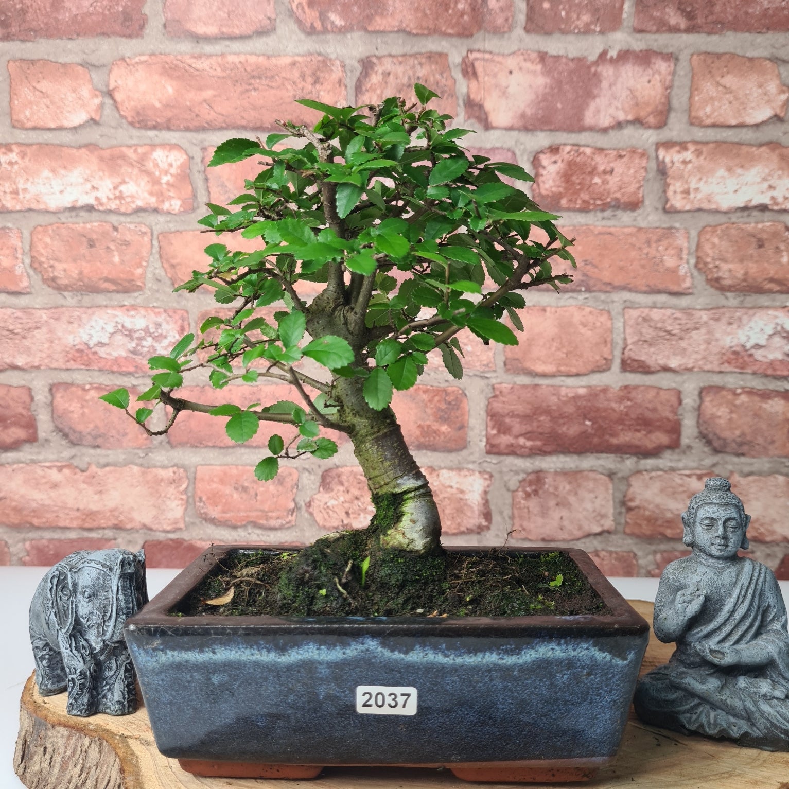 Chinese Elm (Ulmus Parvifolia) Bonsai Tree | Broom | In 20cm Pot S25870