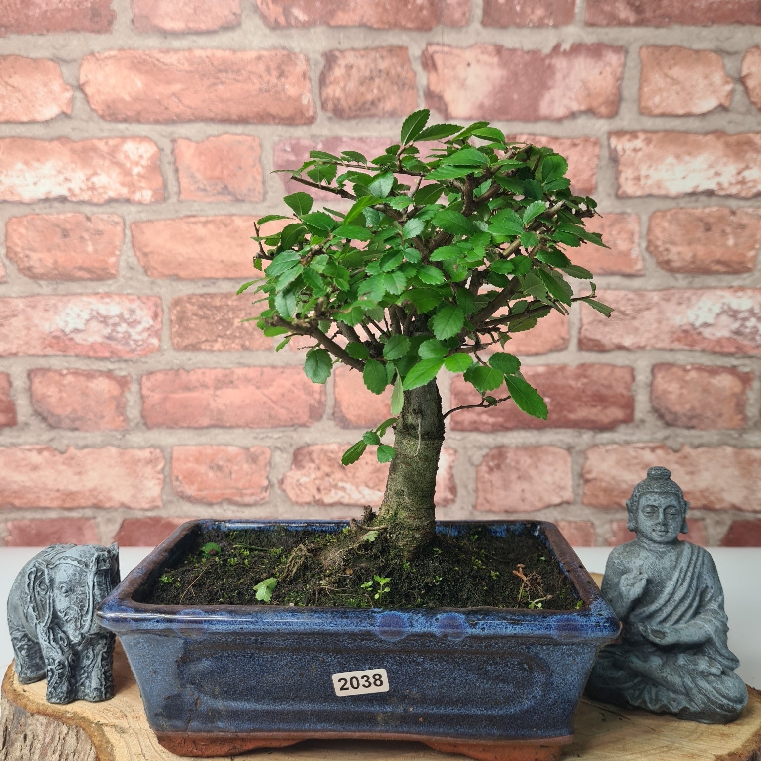Chinese Elm (Ulmus Parvifolia) Bonsai Tree | Broom | In 20cm Pot S25870