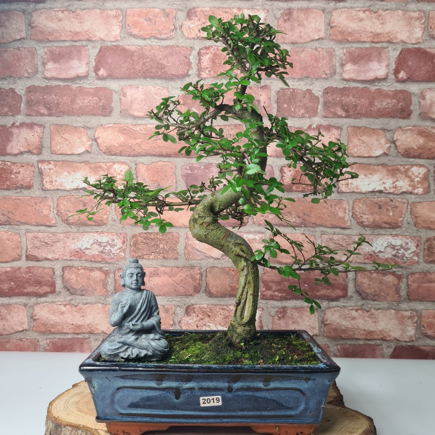 Chinese Elm (Ulmus Parvifolia) Bonsai Tree | Shaped | In 25cm Pot  | S251971