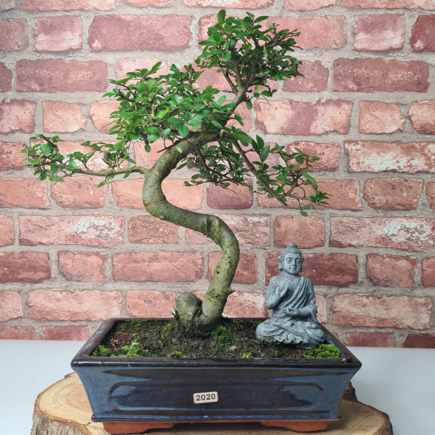 Chinese Elm (Ulmus Parvifolia) Bonsai Tree | Shaped | In 25cm Pot  | S251971