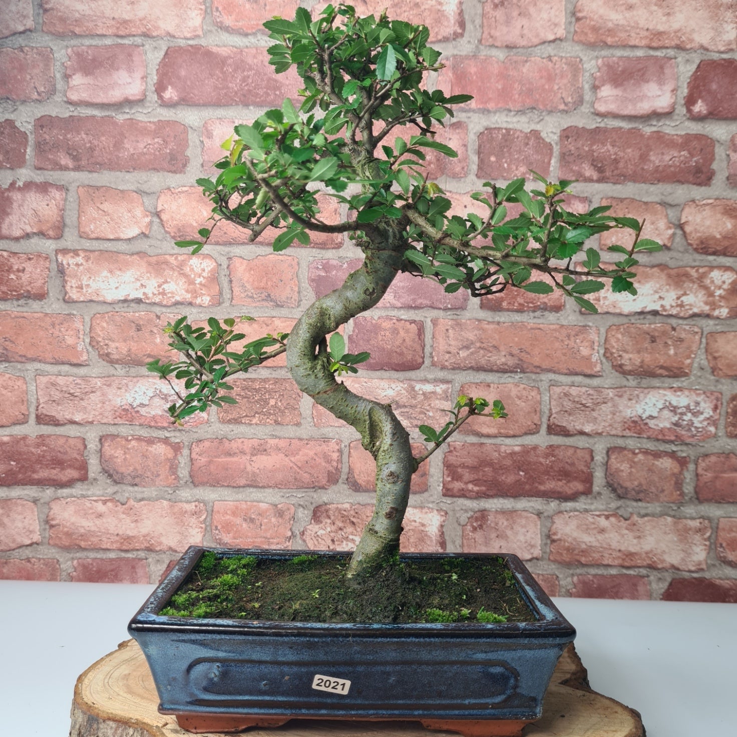 Chinese Elm (Ulmus Parvifolia) Bonsai Tree | Shaped | In 25cm Pot  | S251971