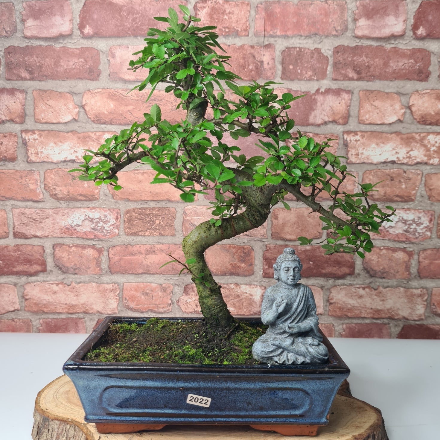 Chinese Elm (Ulmus Parvifolia) Bonsai Tree | Shaped | In 25cm Pot  | S251971