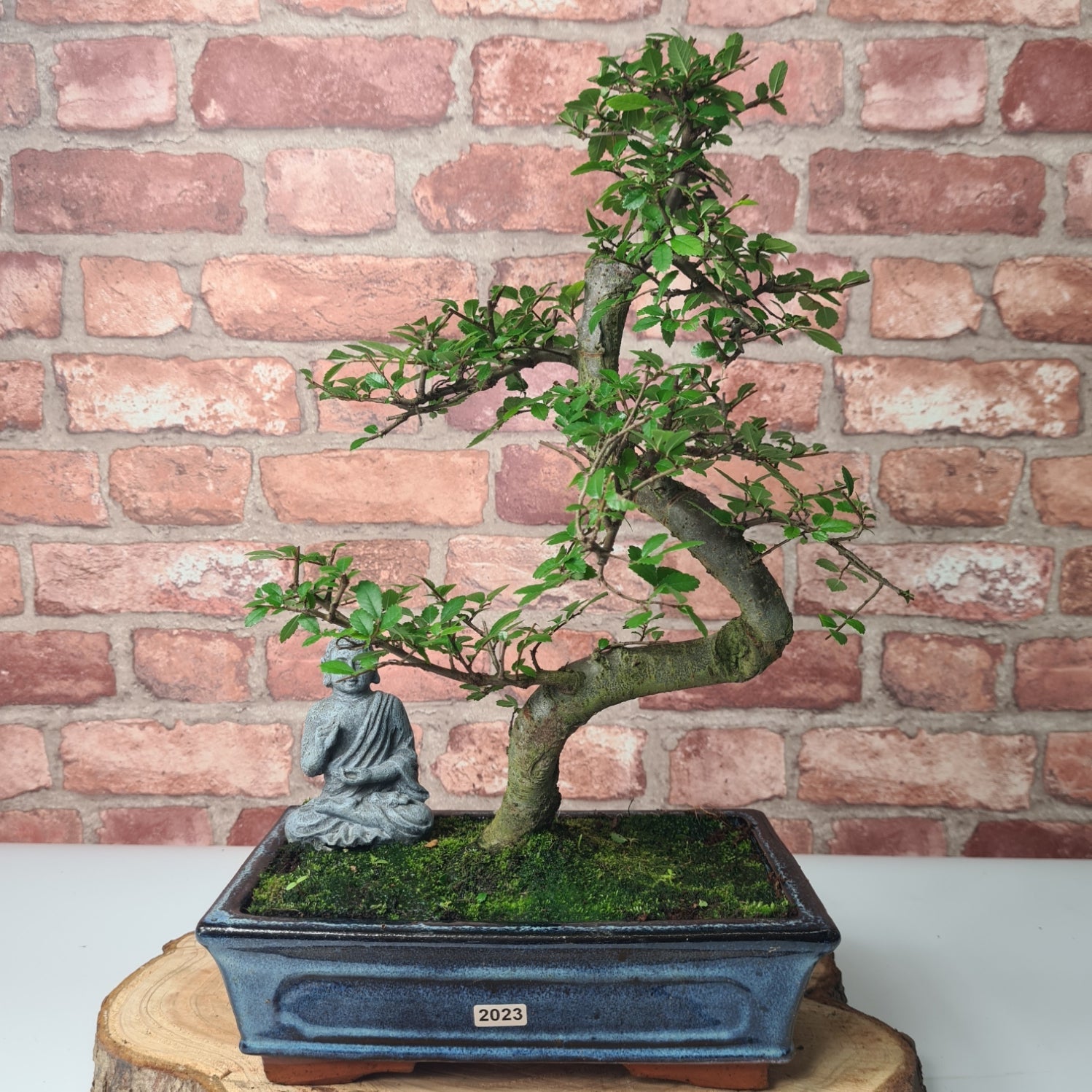 Chinese Elm (Ulmus Parvifolia) Bonsai Tree | Shaped | In 25cm Pot  | S251971