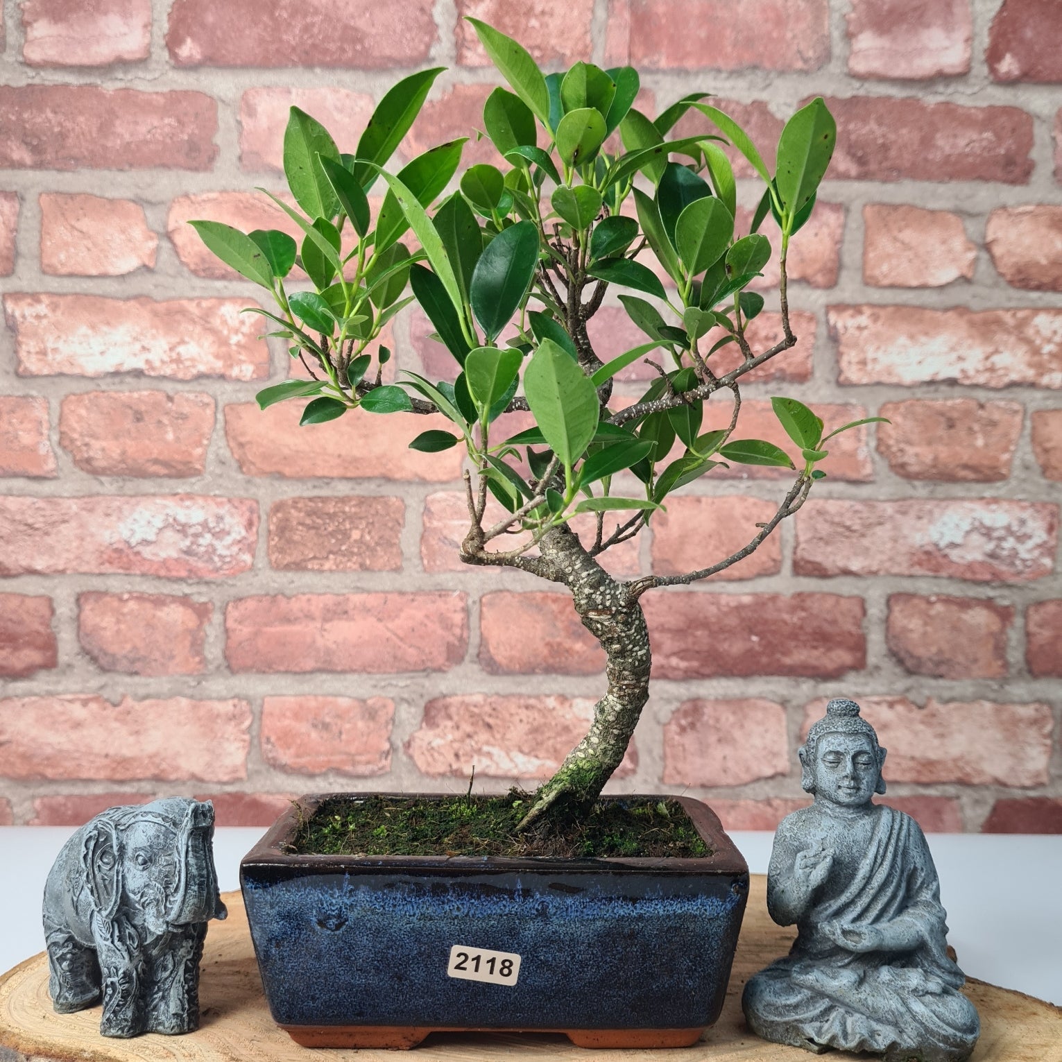 Ficus Microcarpa (Banyan Fig) Indoor Bonsai Tree | Shaped | In 15cm Pot  S25884