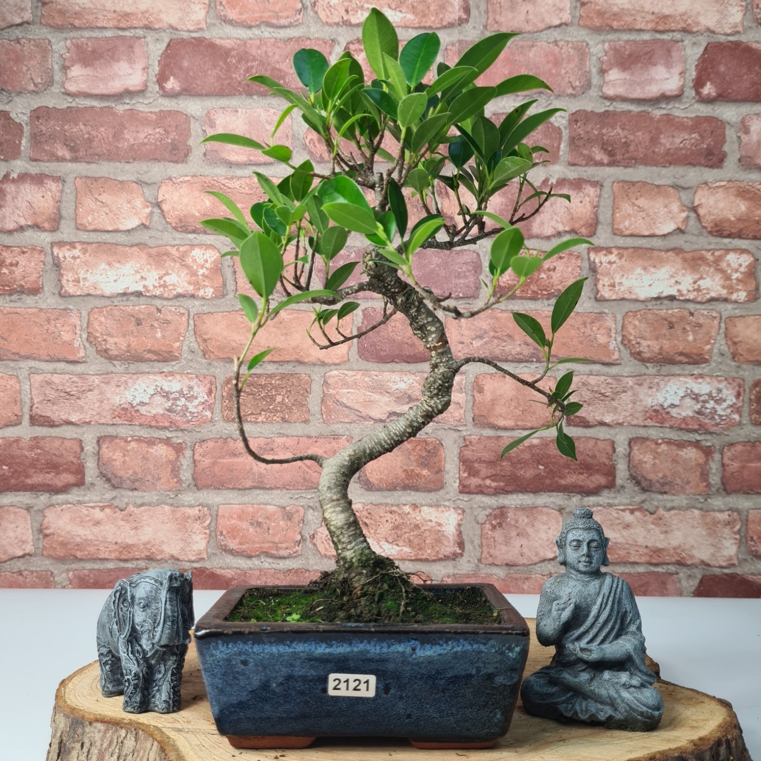 Ficus Microcarpa (Banyan Fig) Indoor Bonsai Tree | Shaped | In 15cm Pot  S25884