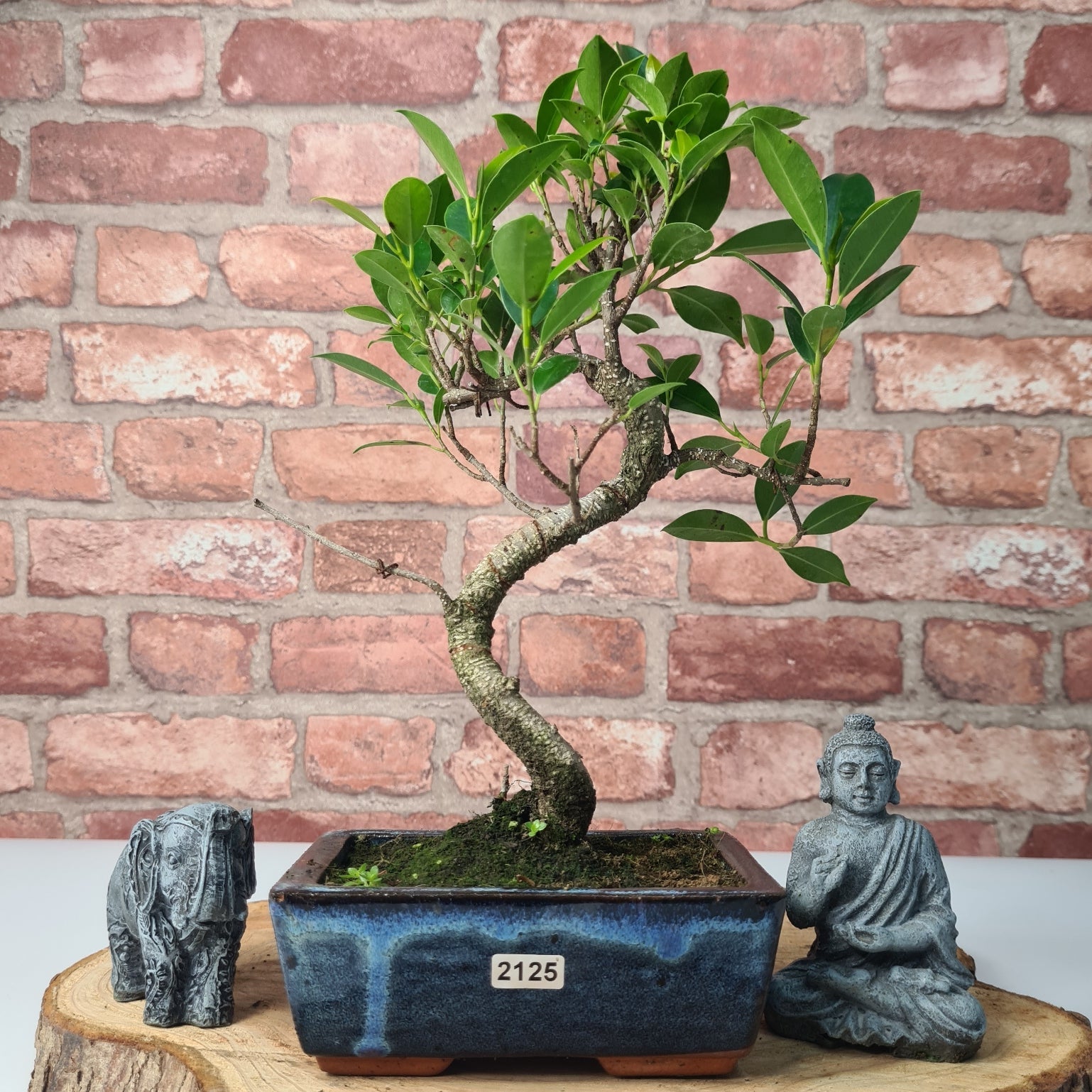 Ficus Microcarpa (Banyan Fig) Indoor Bonsai Tree | Shaped | In 15cm Pot  S25884