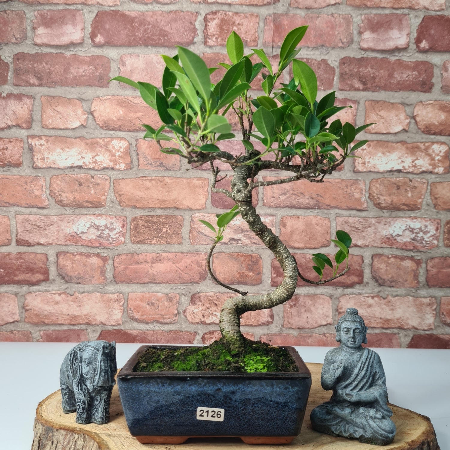 Ficus Microcarpa (Banyan Fig) Indoor Bonsai Tree | Shaped | In 15cm Pot  S25884