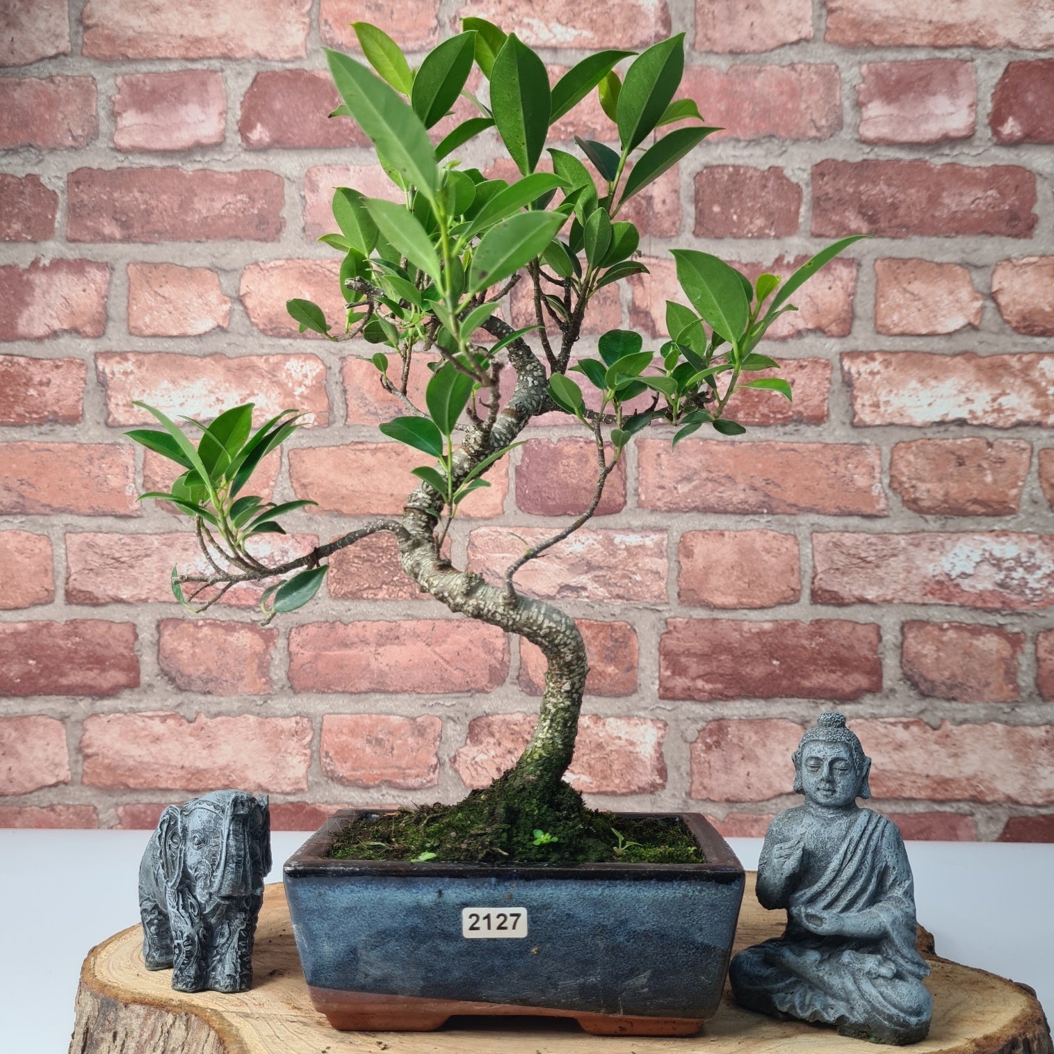 Ficus Microcarpa (Banyan Fig) Indoor Bonsai Tree | Shaped | In 15cm Pot  S25884