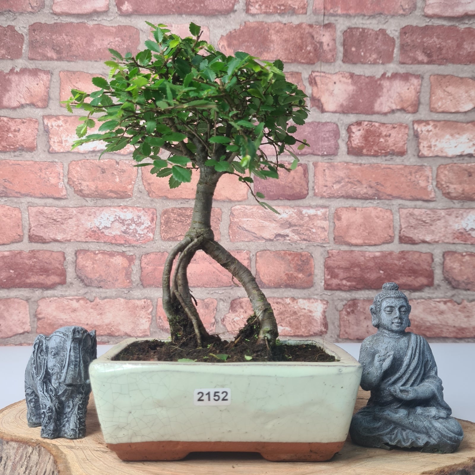 Chinese Elm (Ulmus Parvifolia) Bonsai Tree | Broom | In 15cm Pot  | S251976