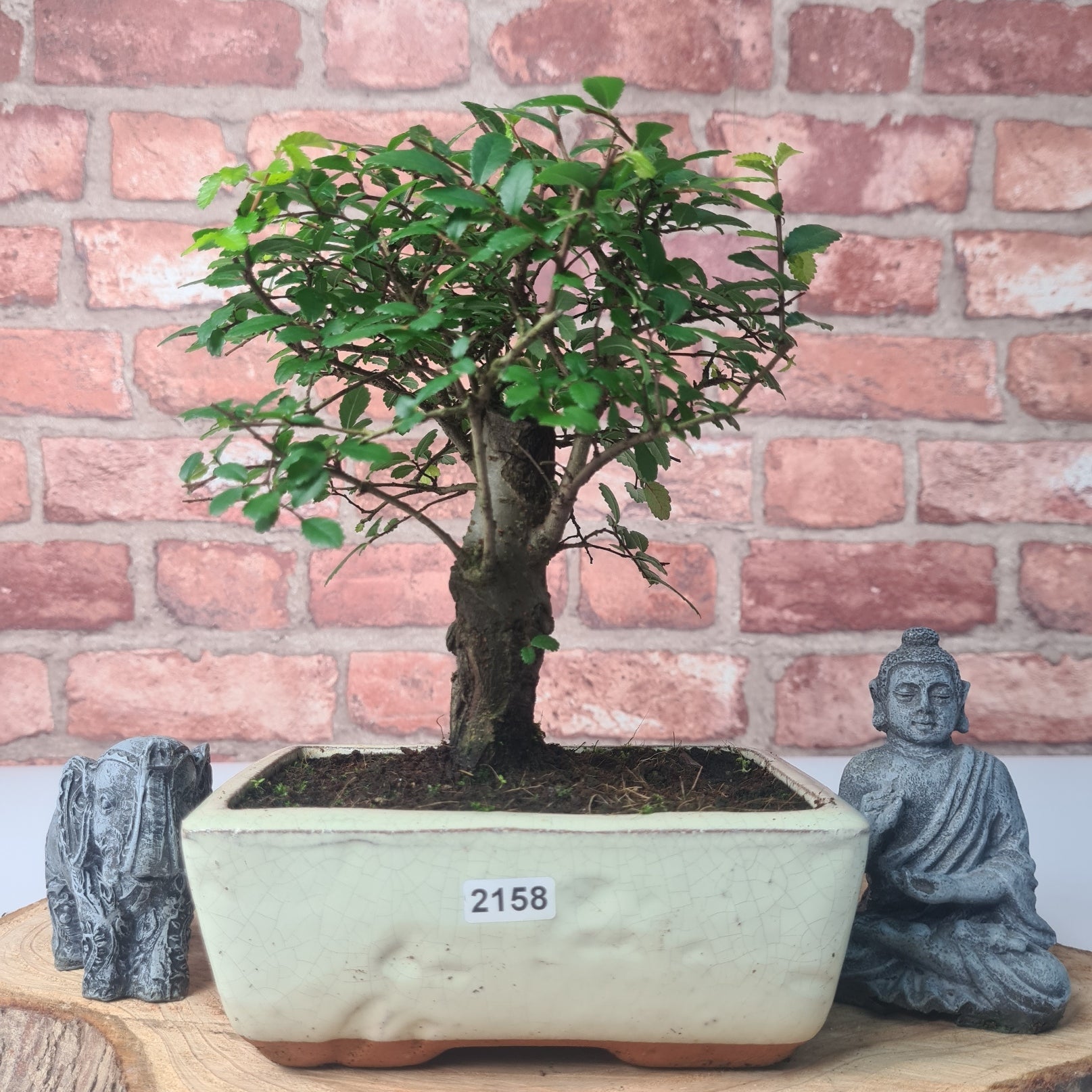 Chinese Elm (Ulmus Parvifolia) Bonsai Tree | Broom | In 15cm Pot  | S251976